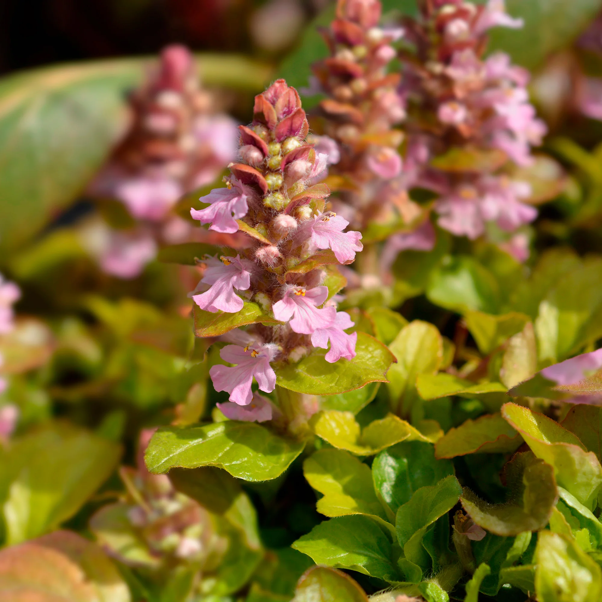 Miniatuur 1