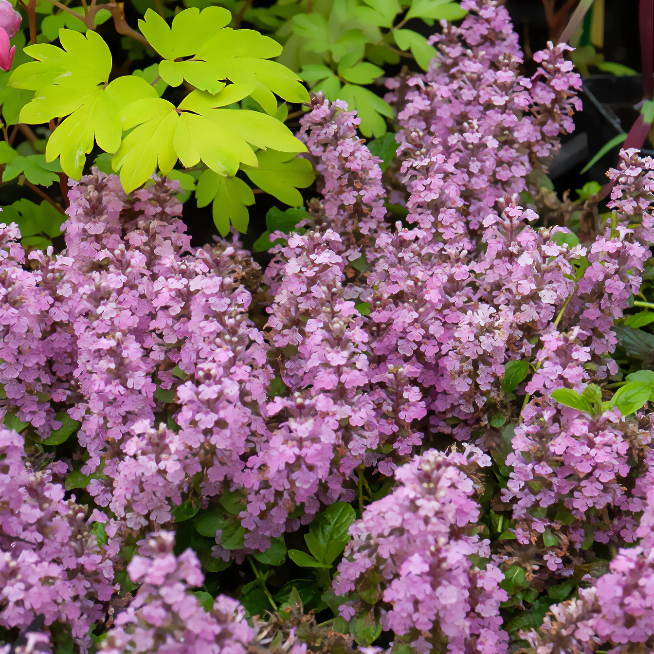 Miniatuur 1