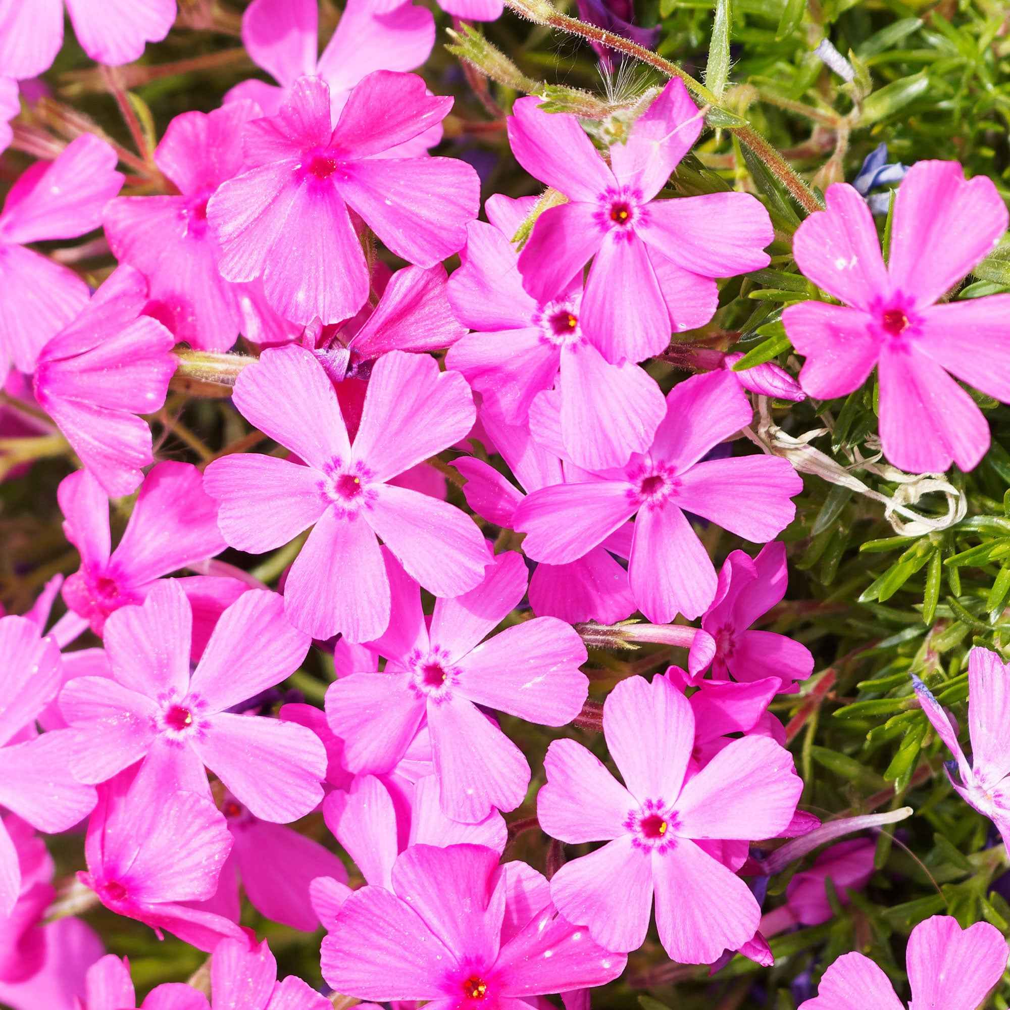 Miniatuur 2