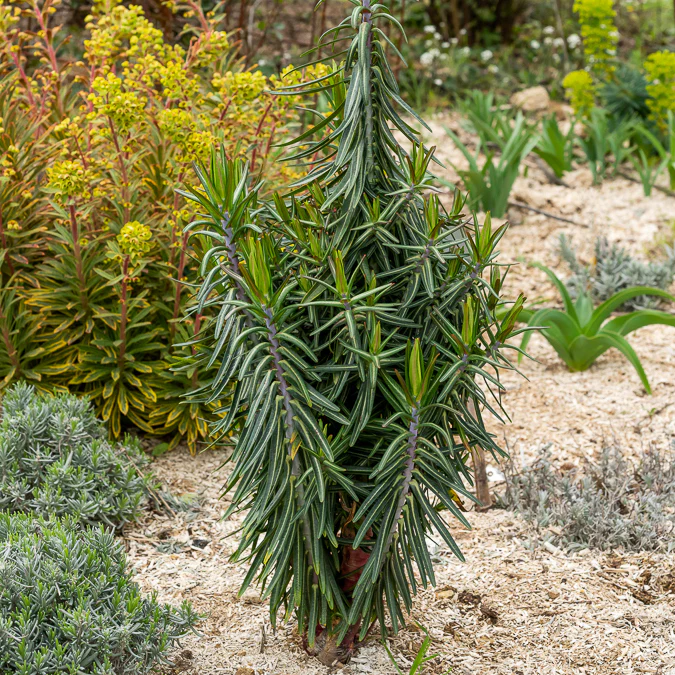 Miniatuur 1
