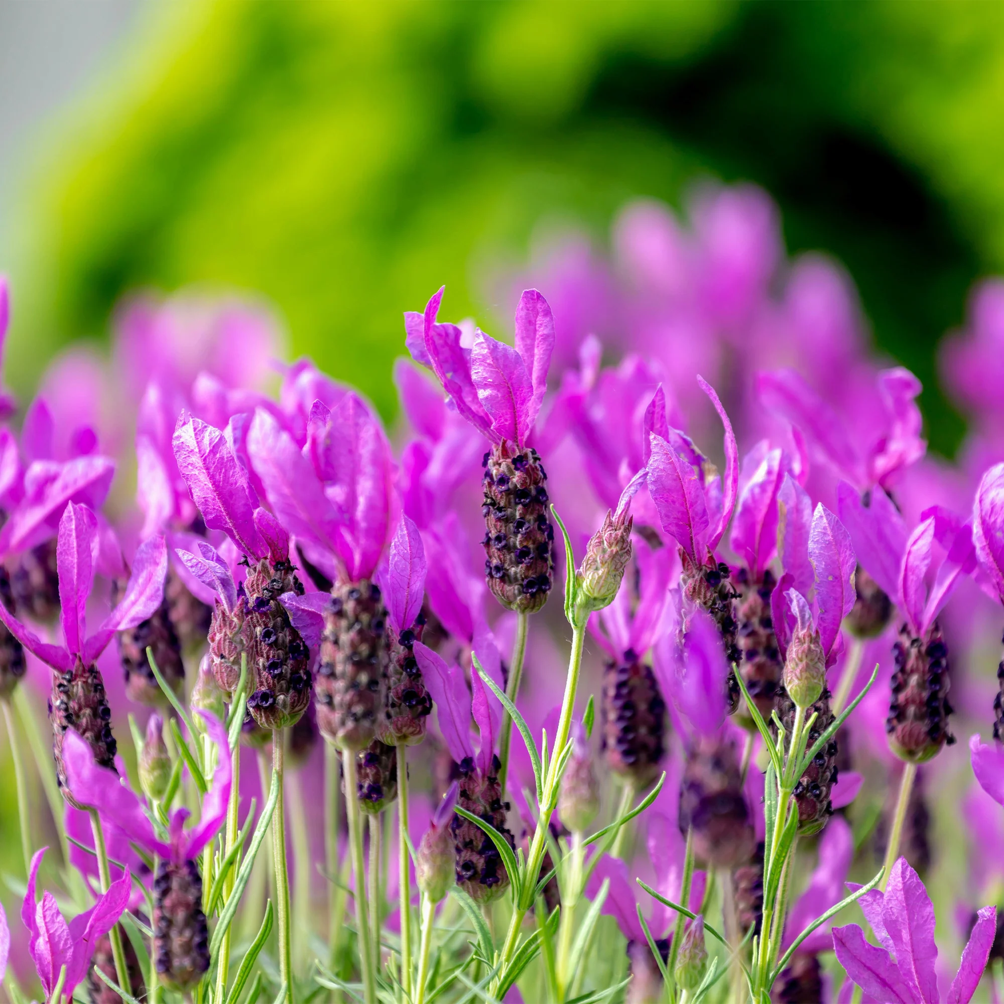 Miniatuur 1