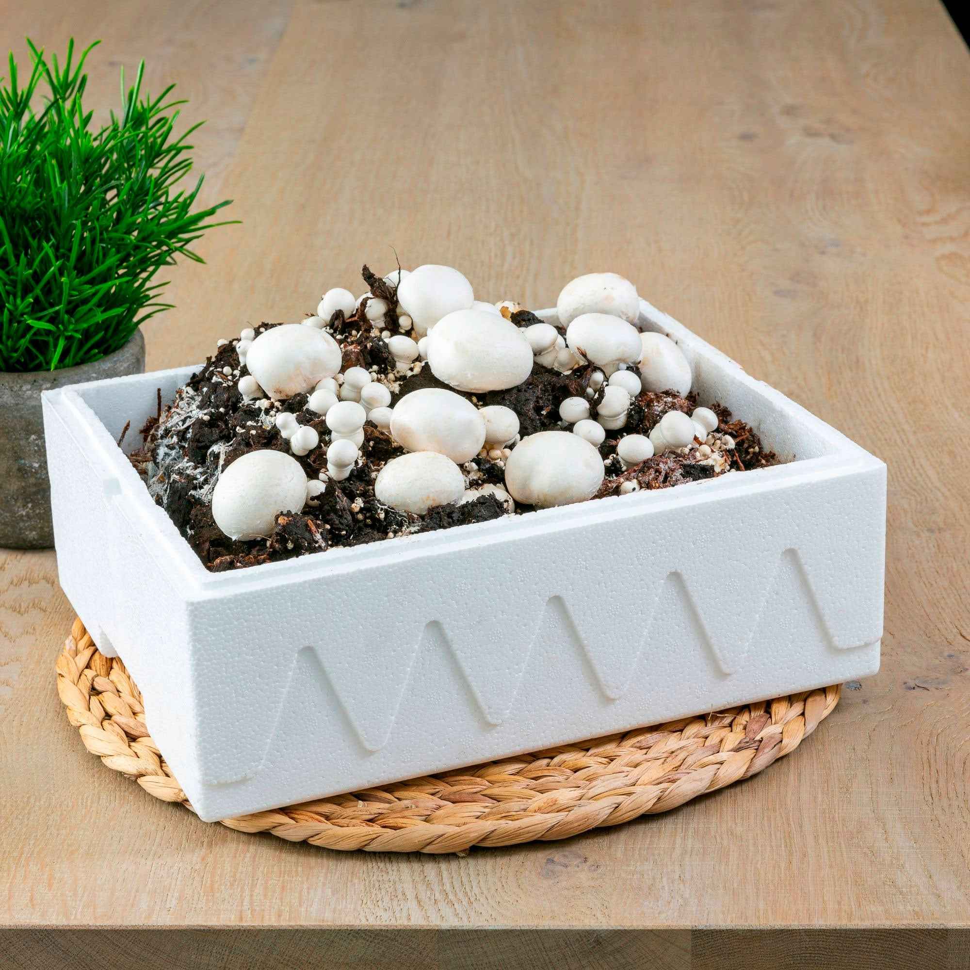 Miniatuur 1