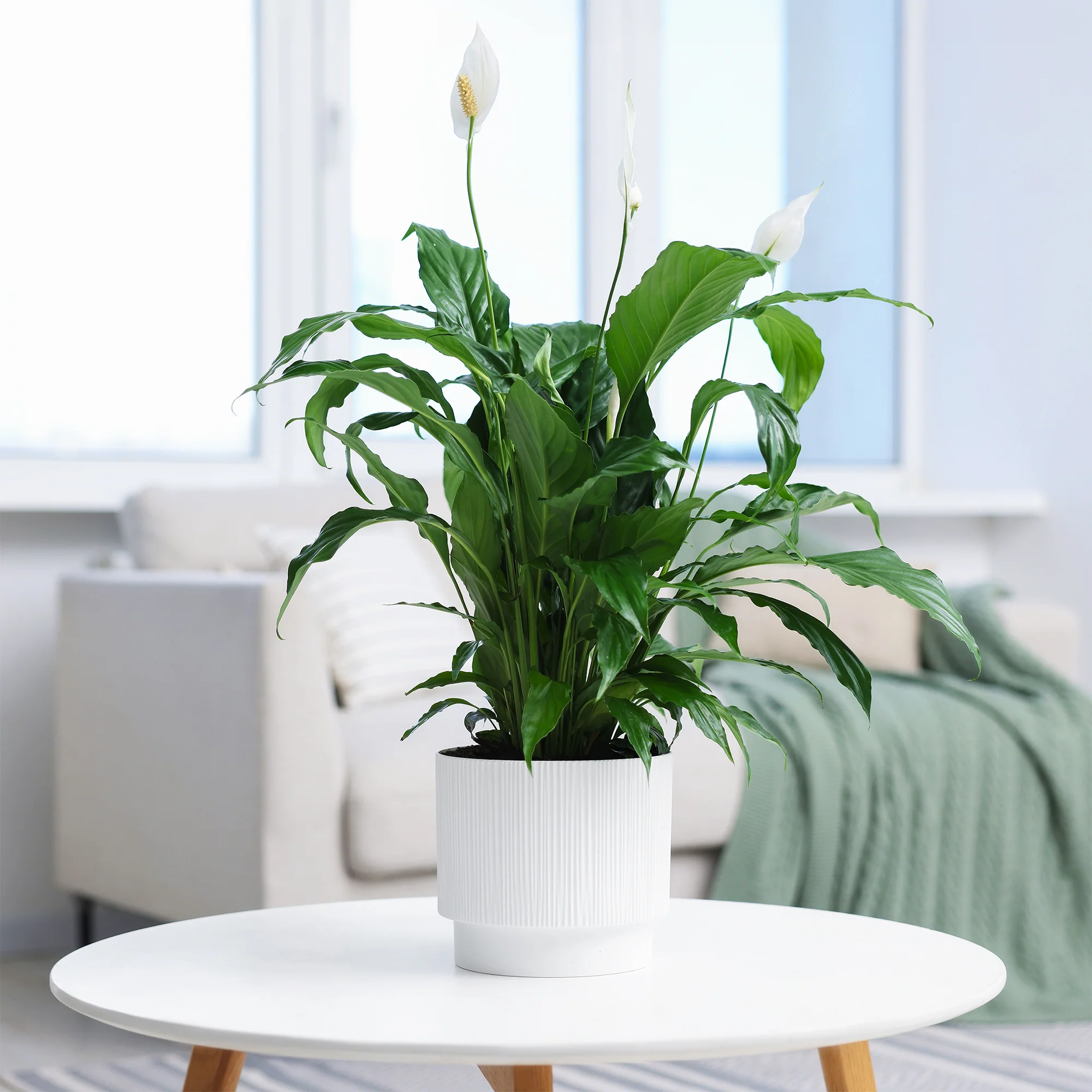 Miniatuur 1