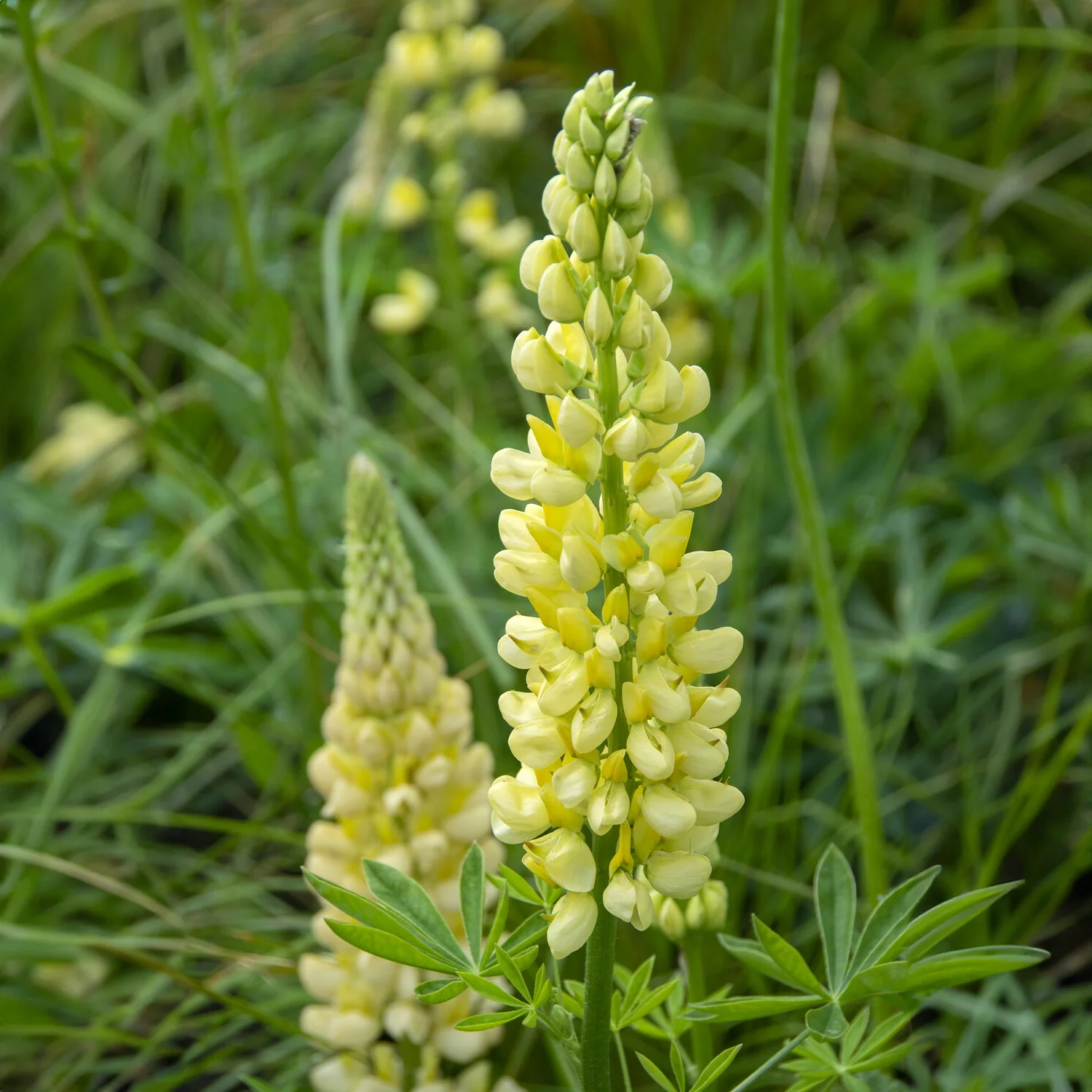 Miniatuur 2