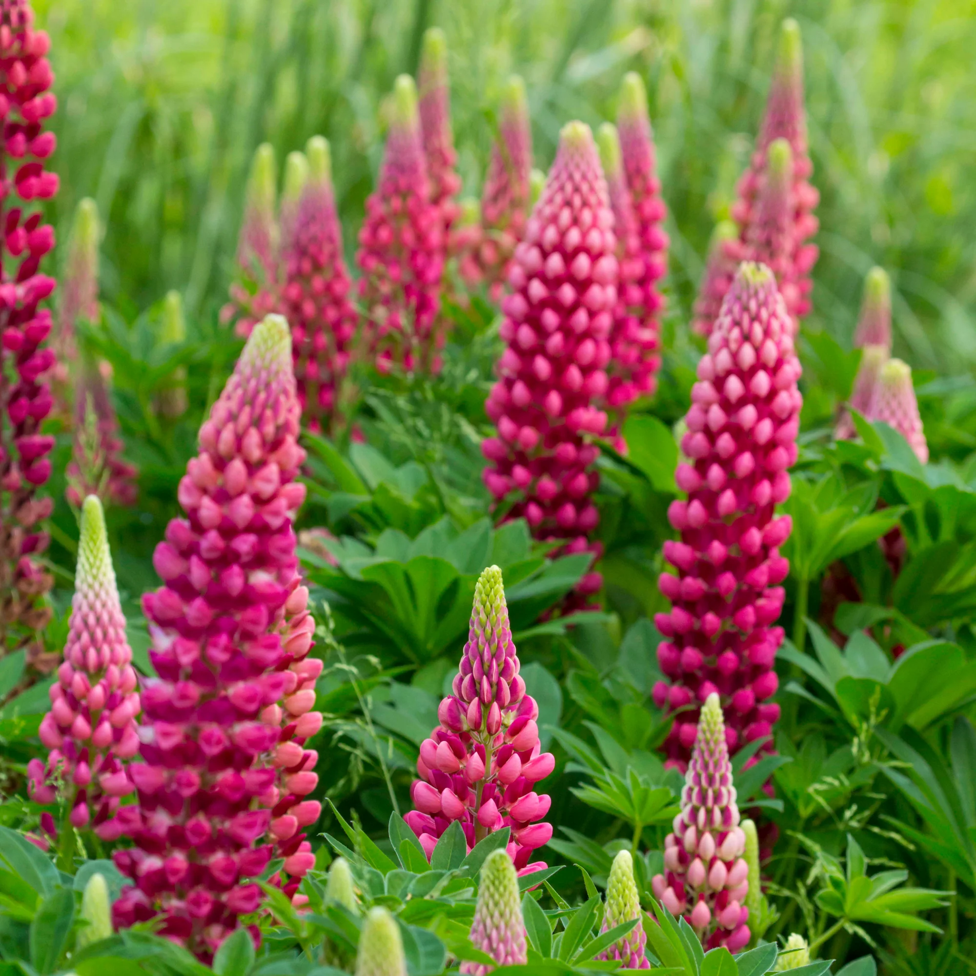 Miniatuur 2