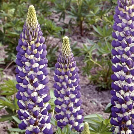 Miniatuur 1
