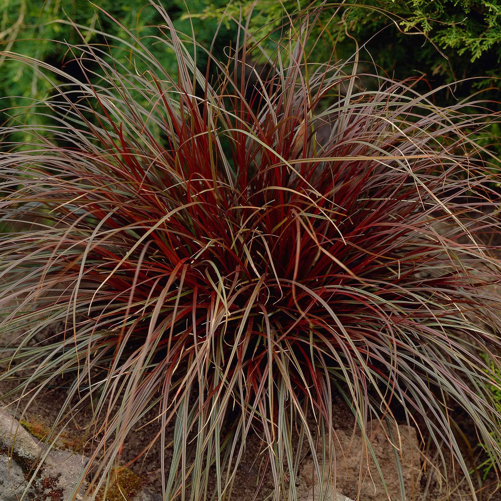 Miniatuur 1