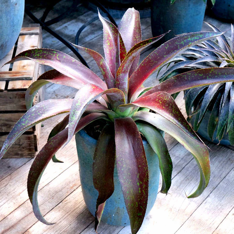 Miniatuur 1