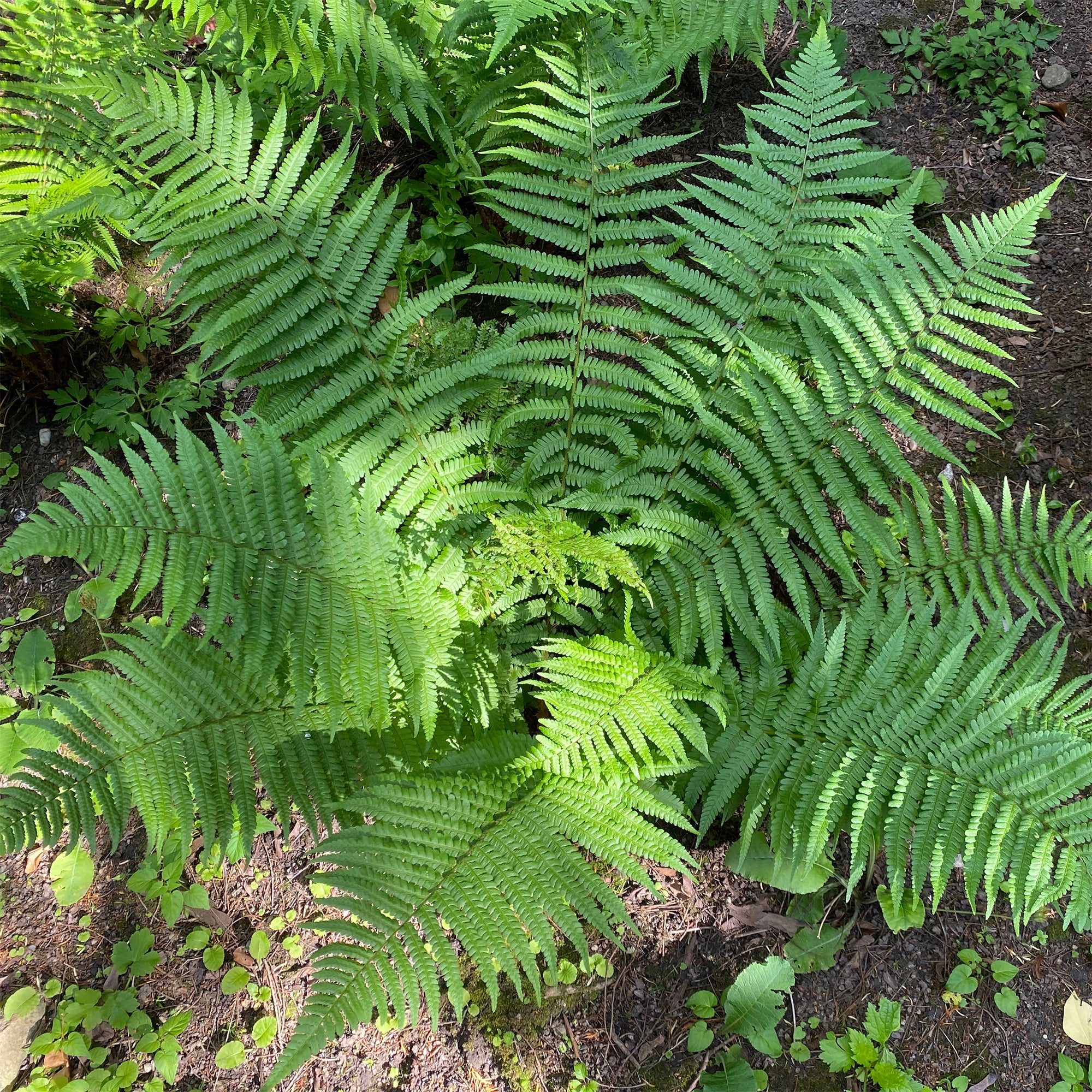 Miniatuur 2