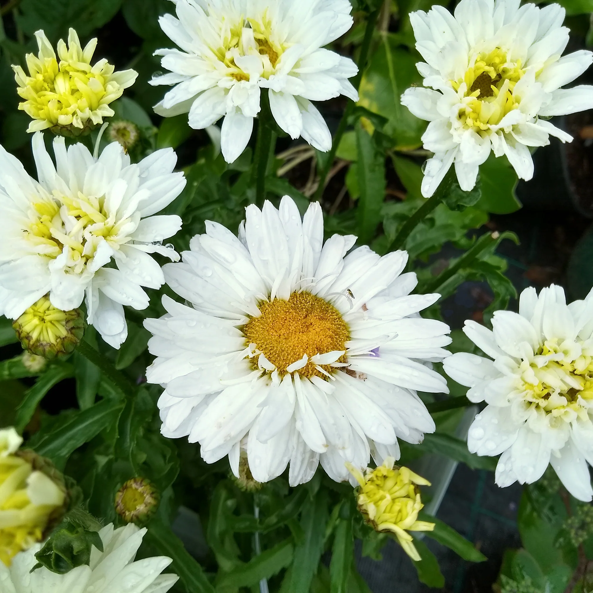 Miniatuur 1