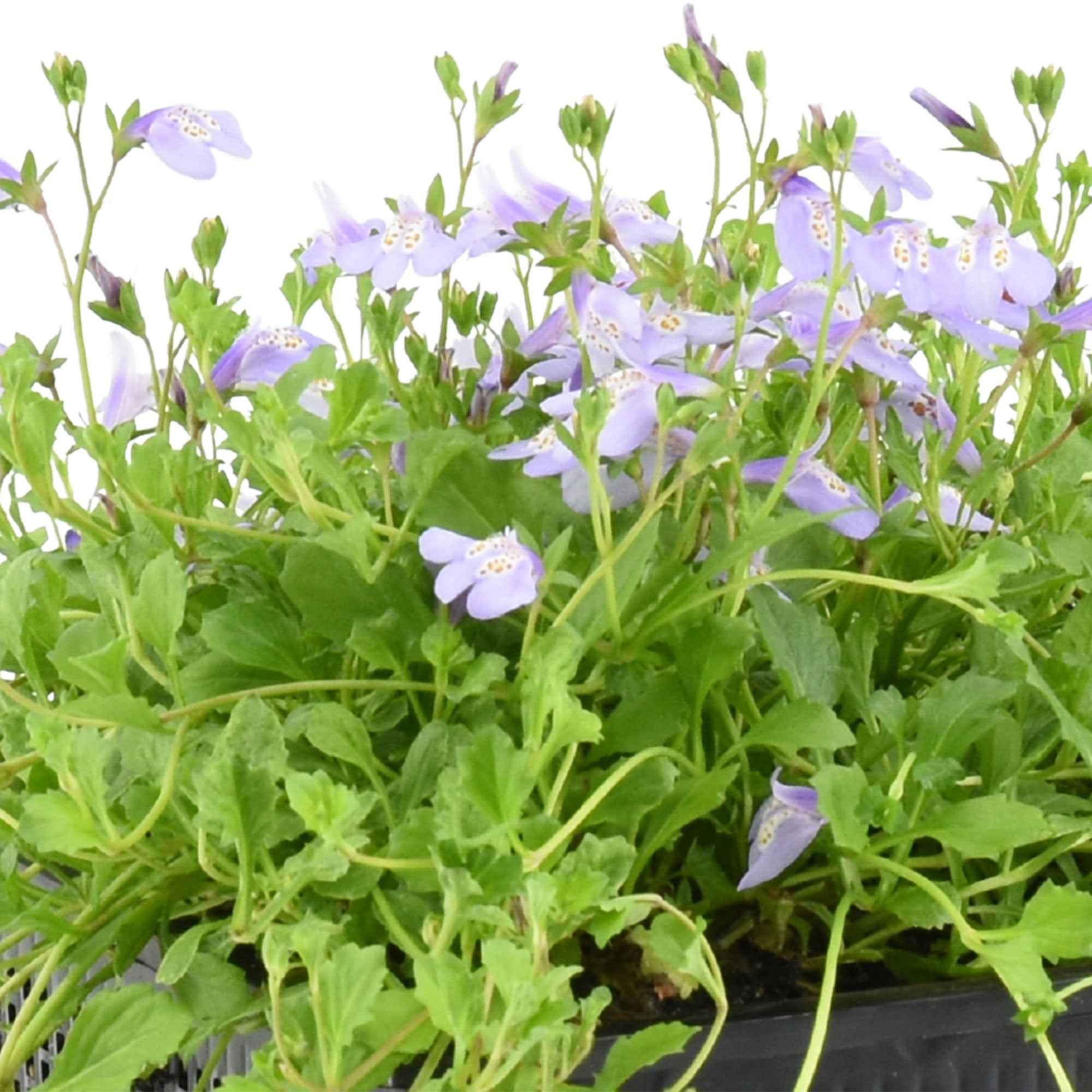 Miniatuur 1
