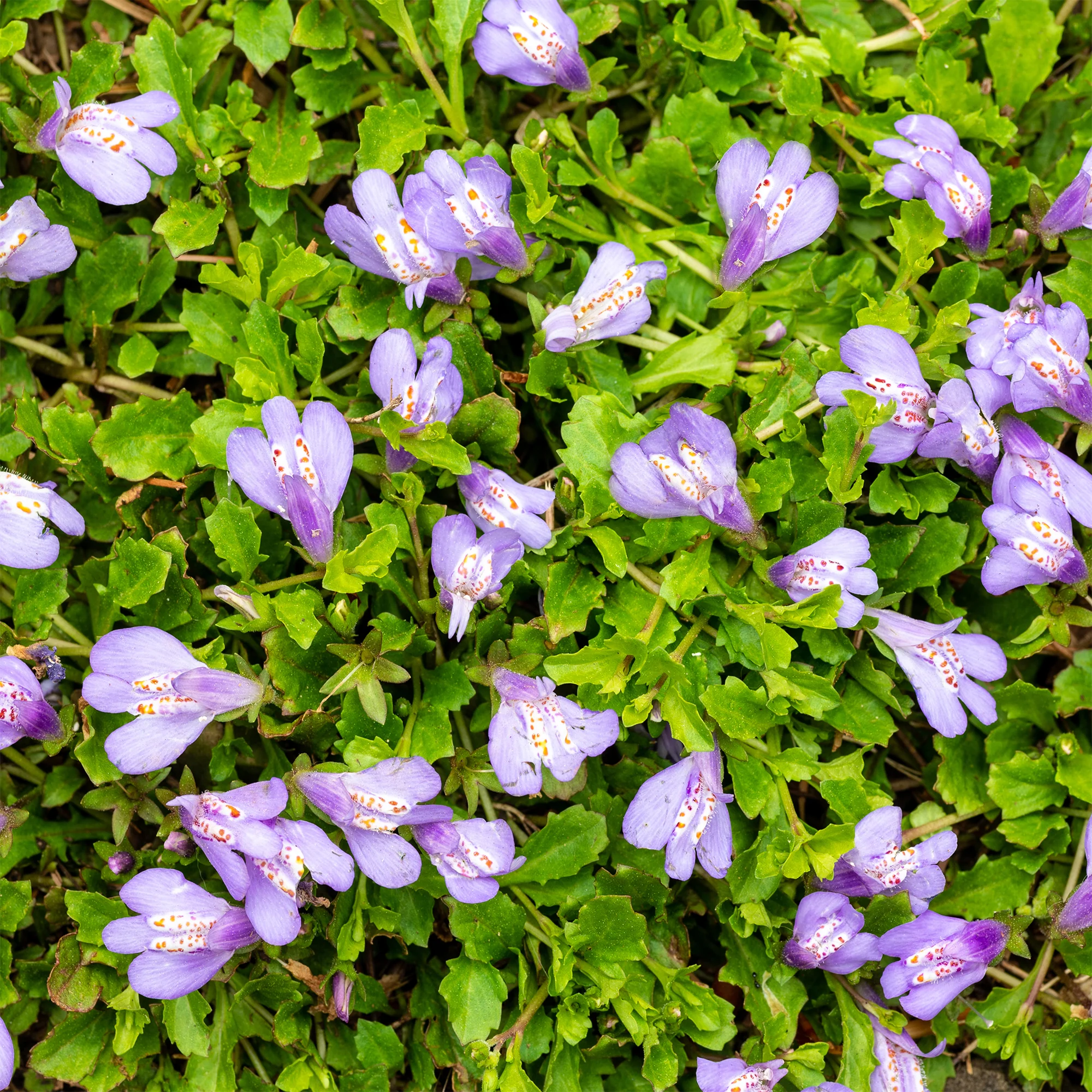 Miniatuur 2