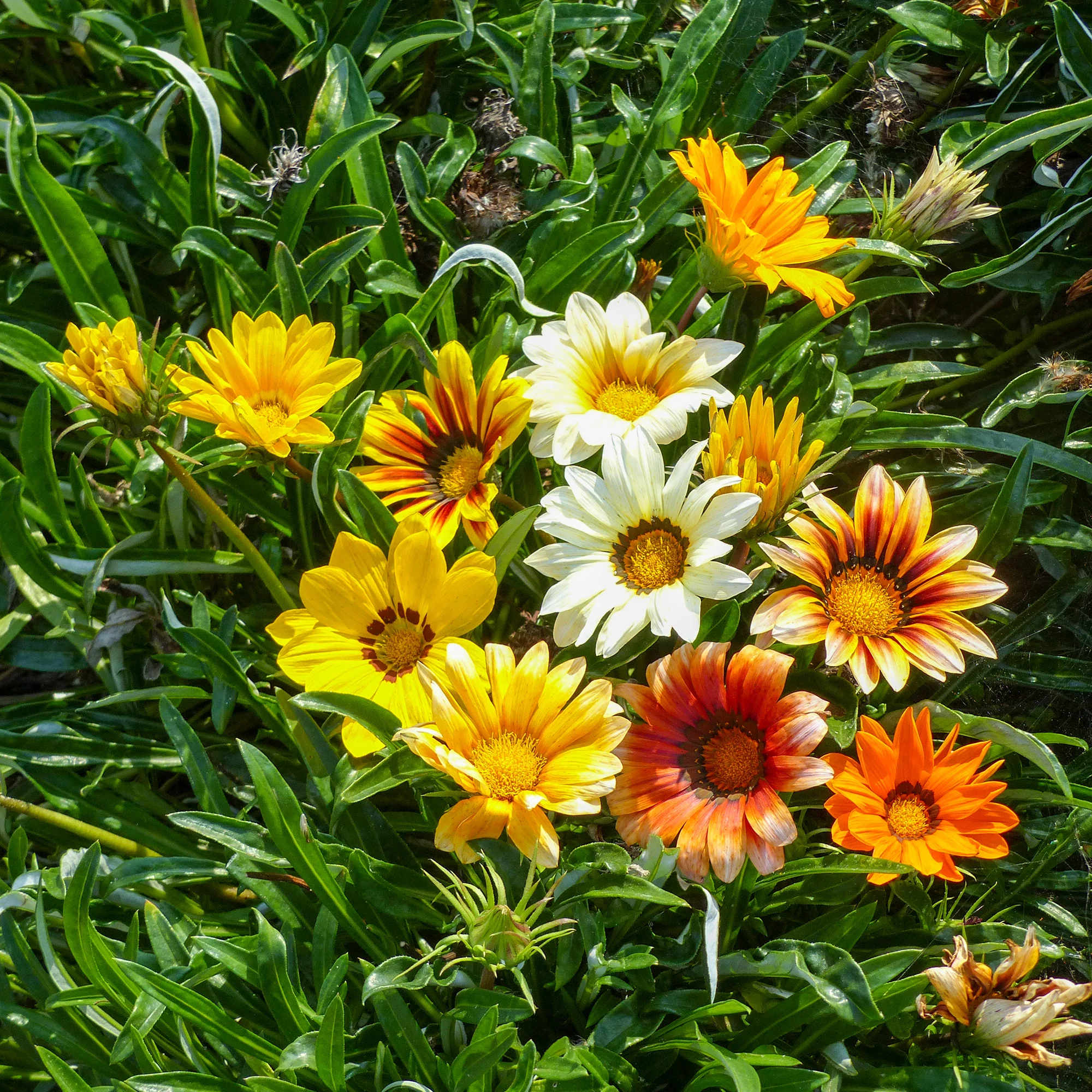 Miniatuur 1