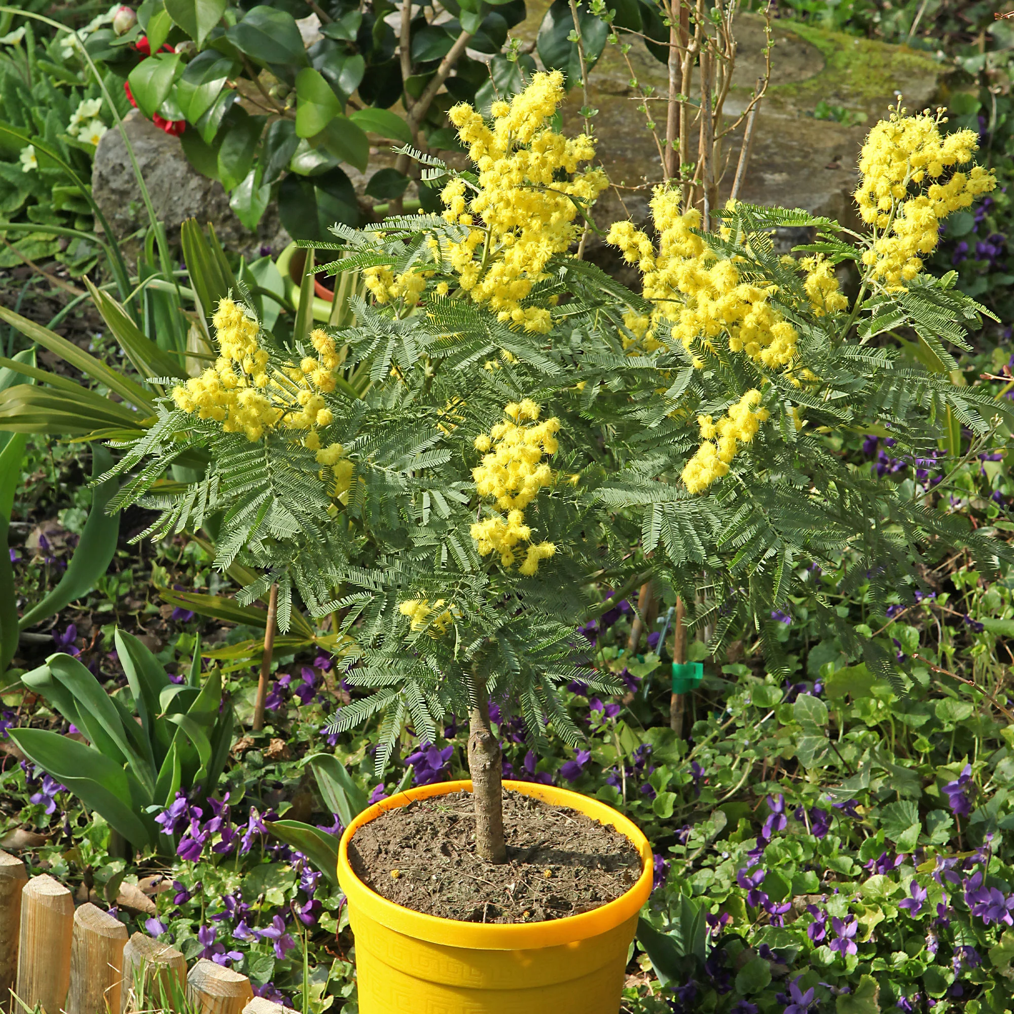 Miniatuur 1