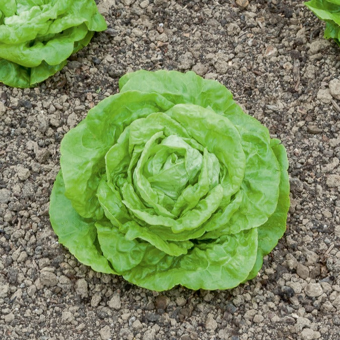 Miniatuur 2