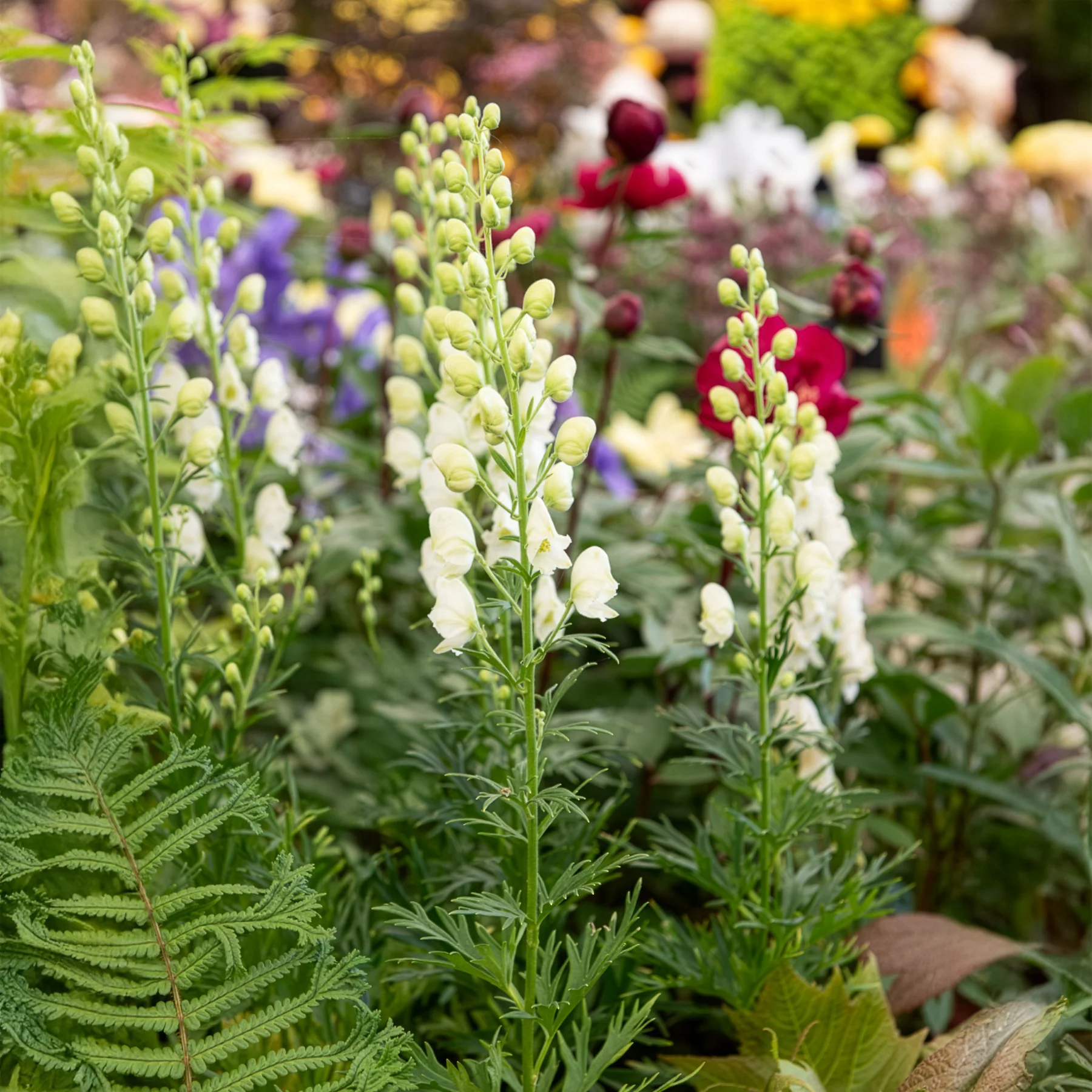 Miniatuur 1