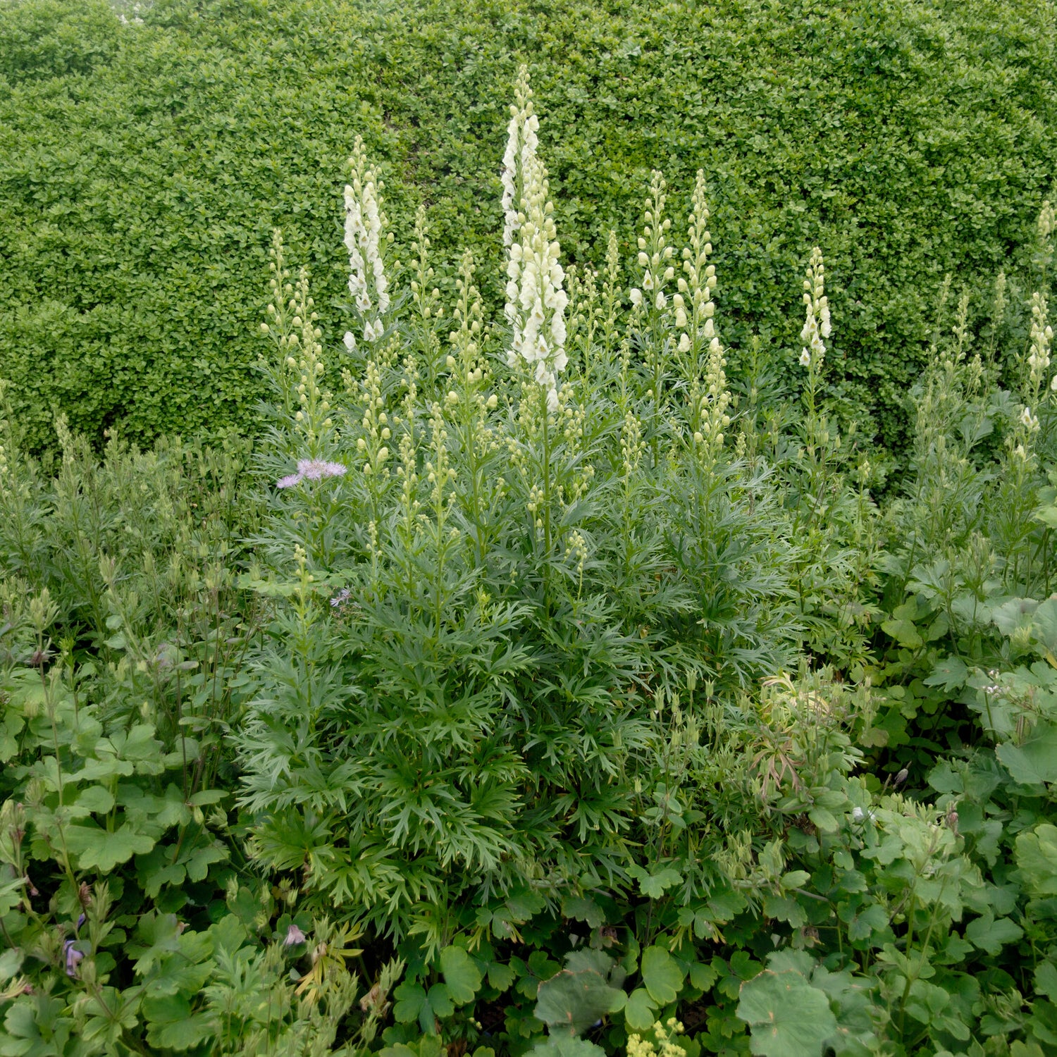 Miniatuur 2