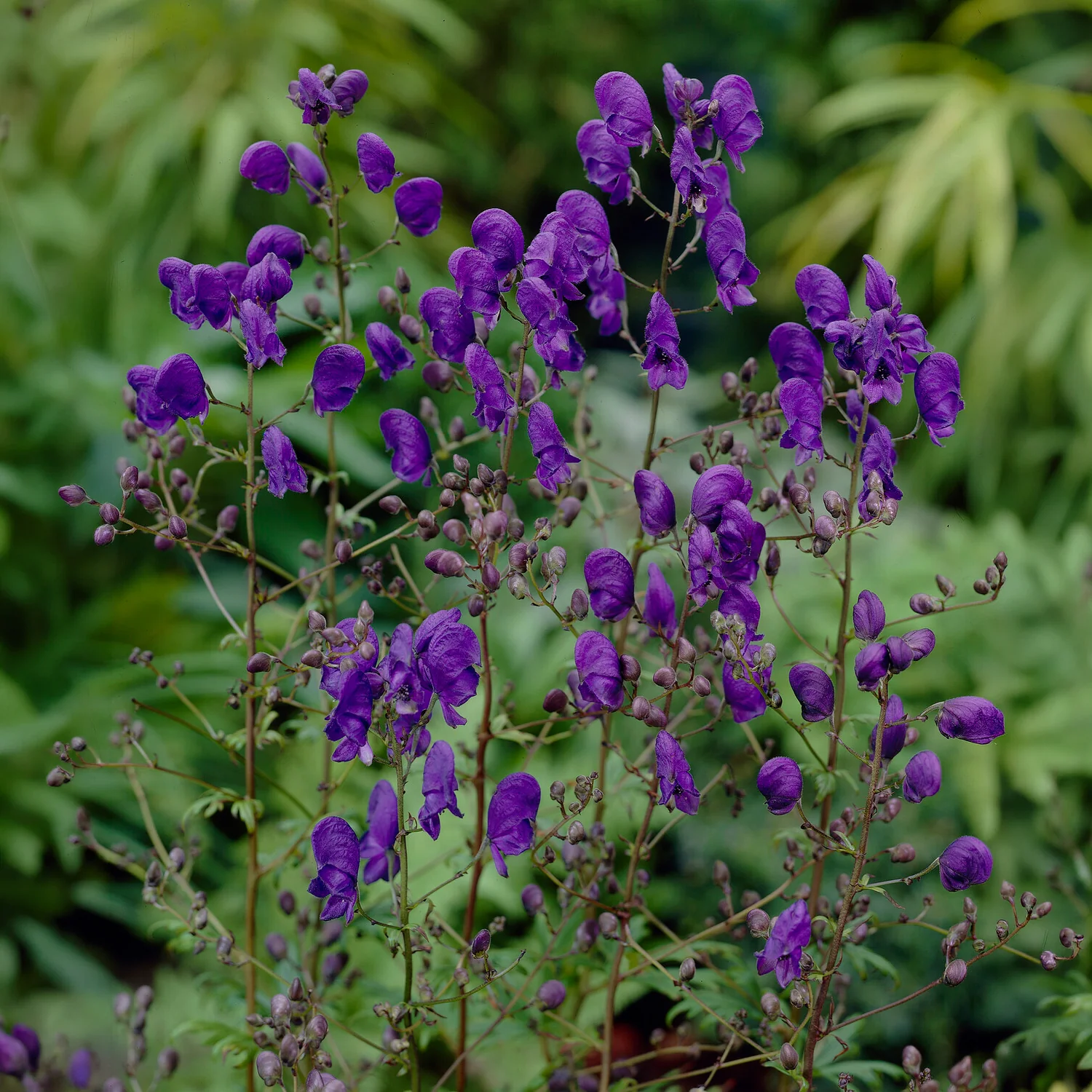 Miniatuur 2