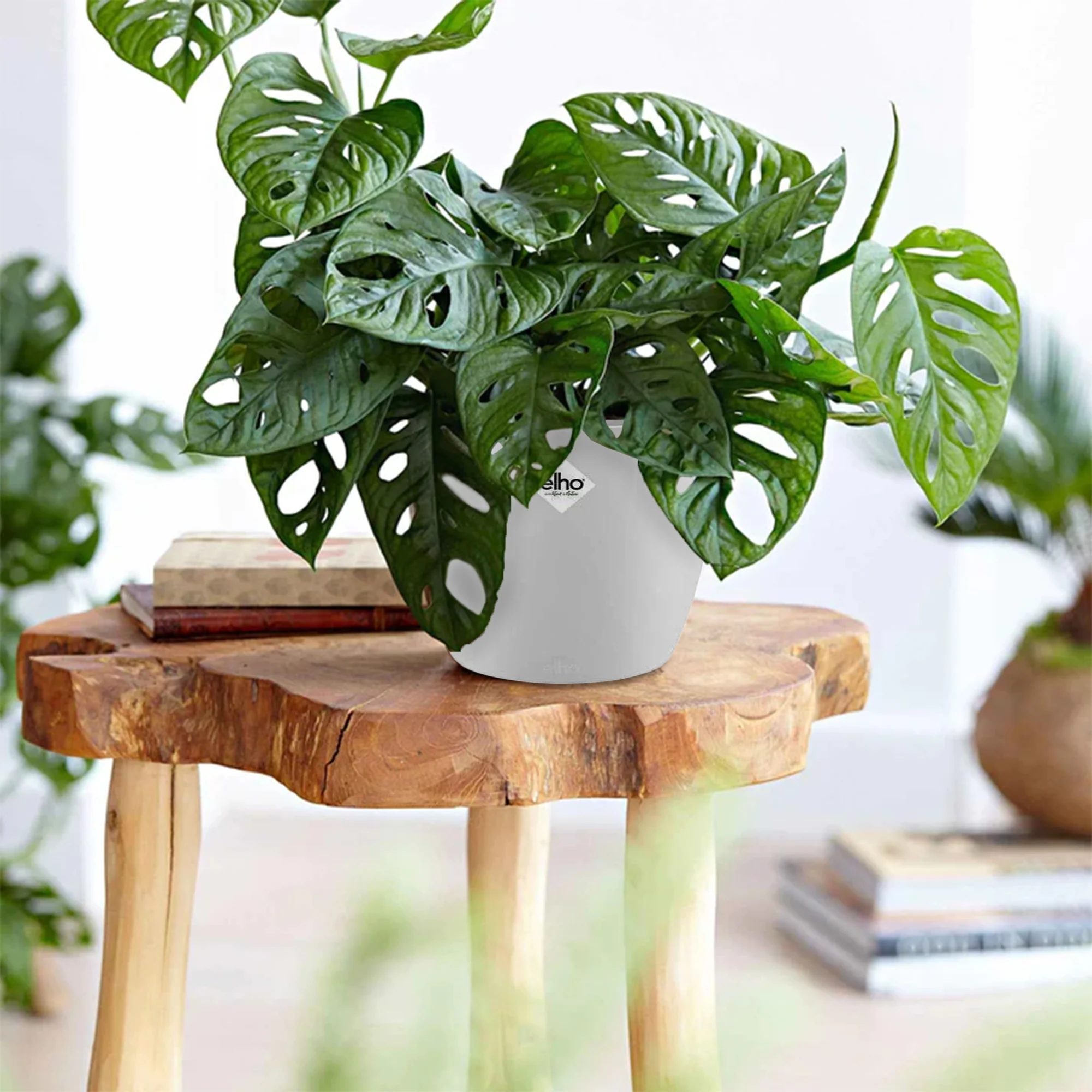 Miniatuur 1