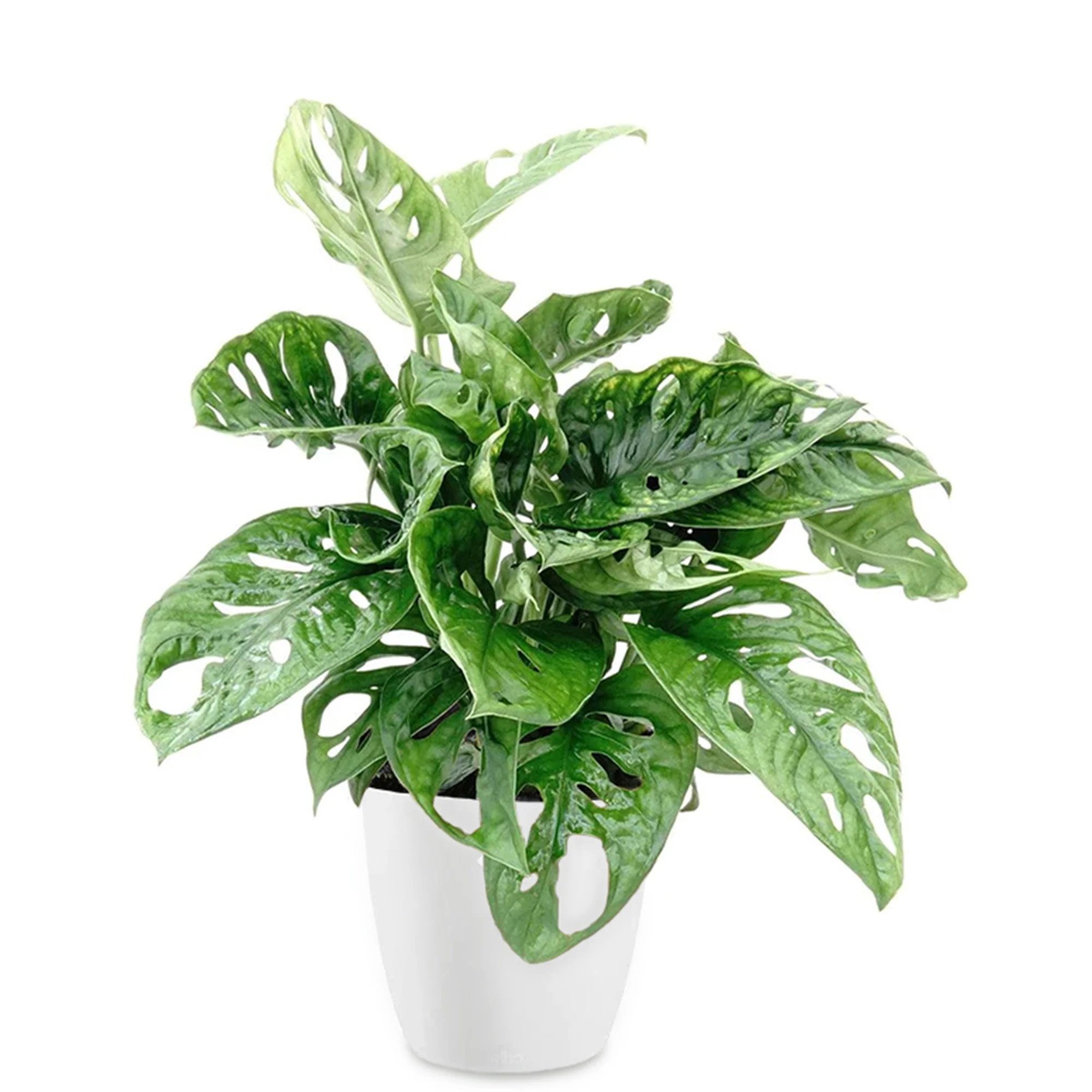 Miniatuur 2