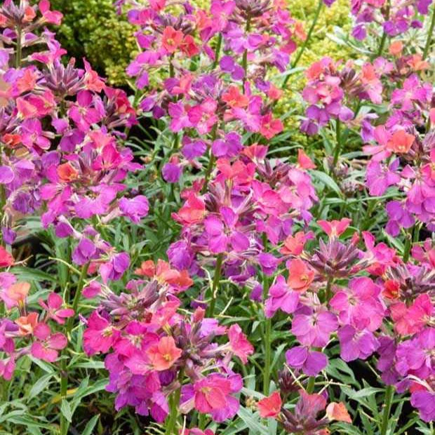 Miniatuur 1