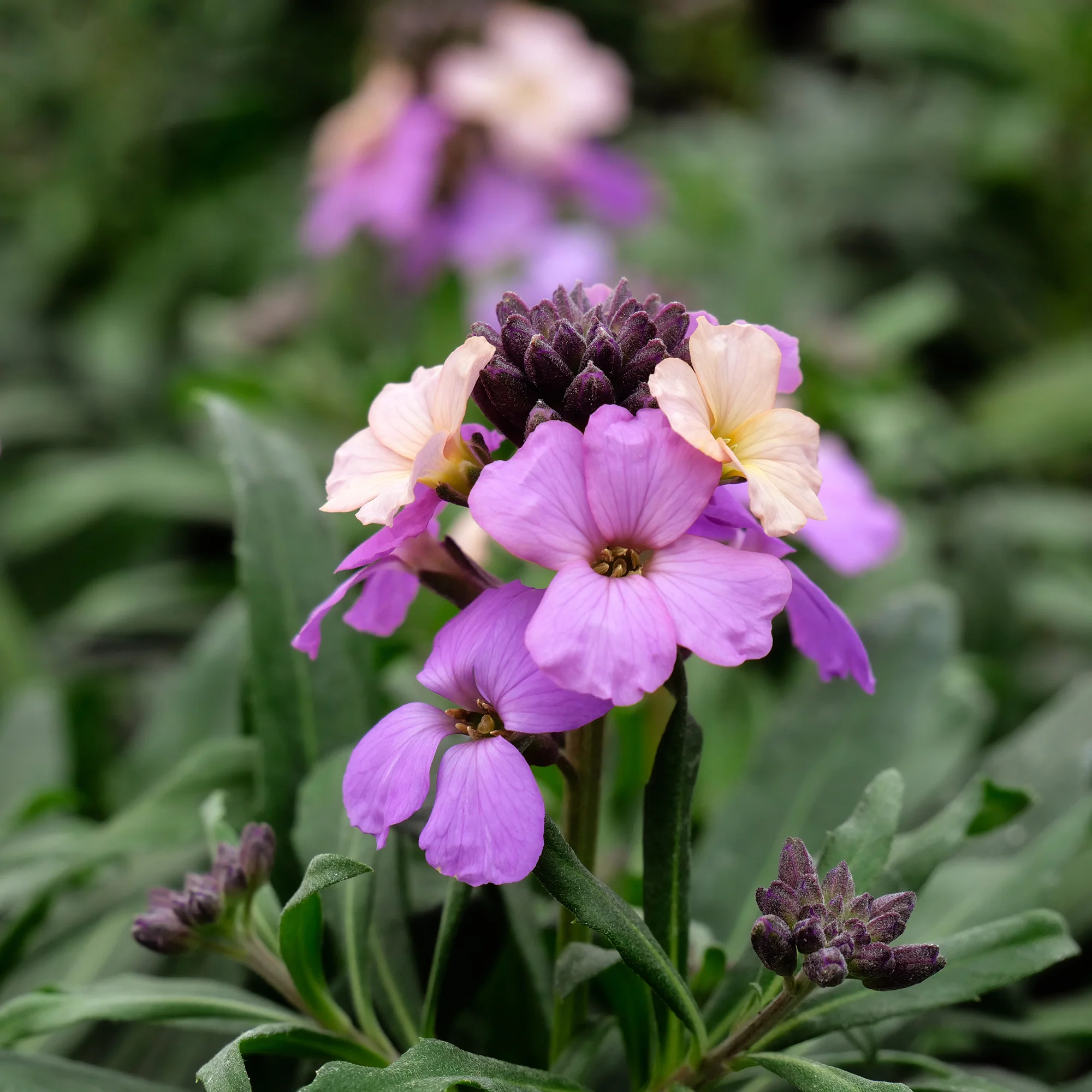 Miniatuur 1