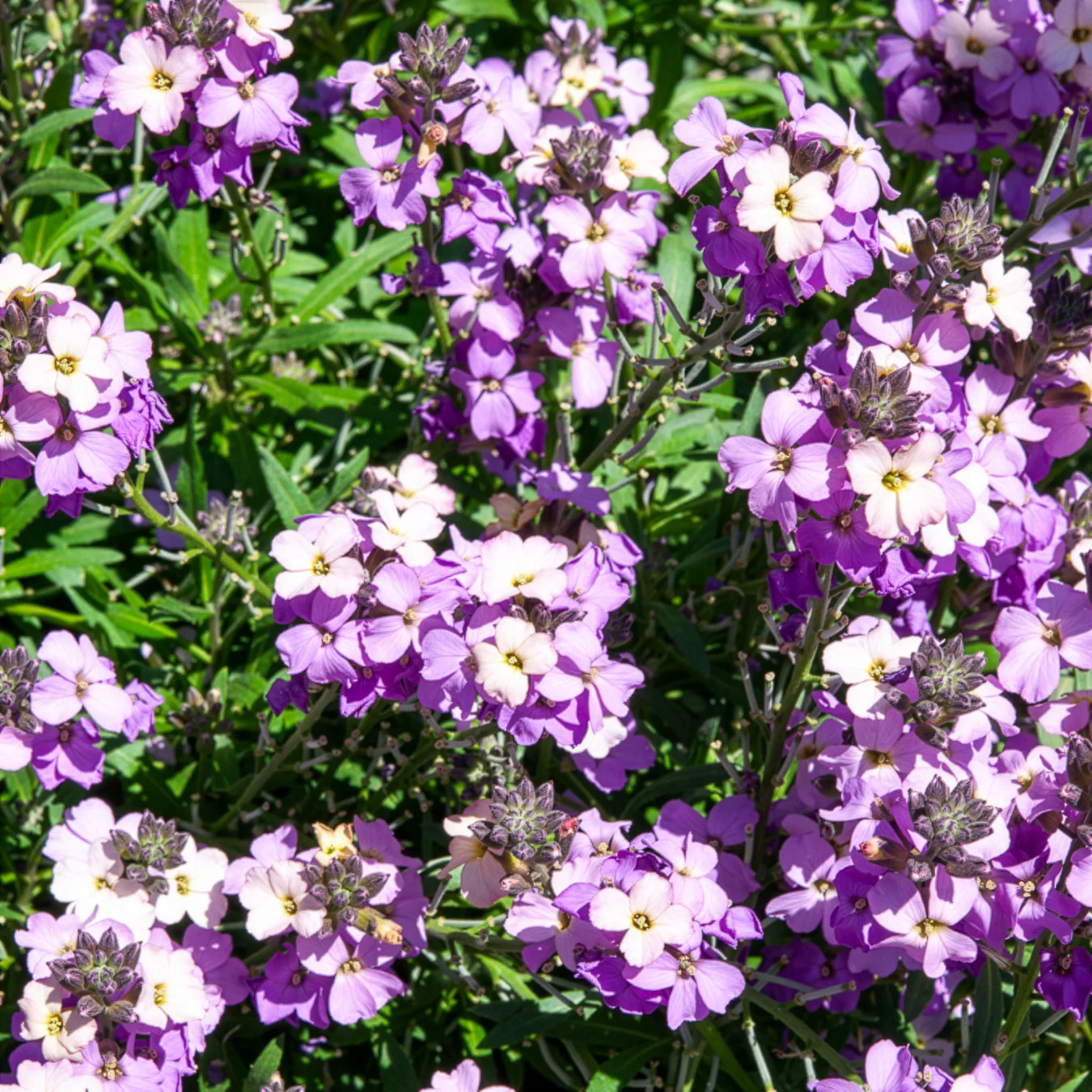 Miniatuur 2