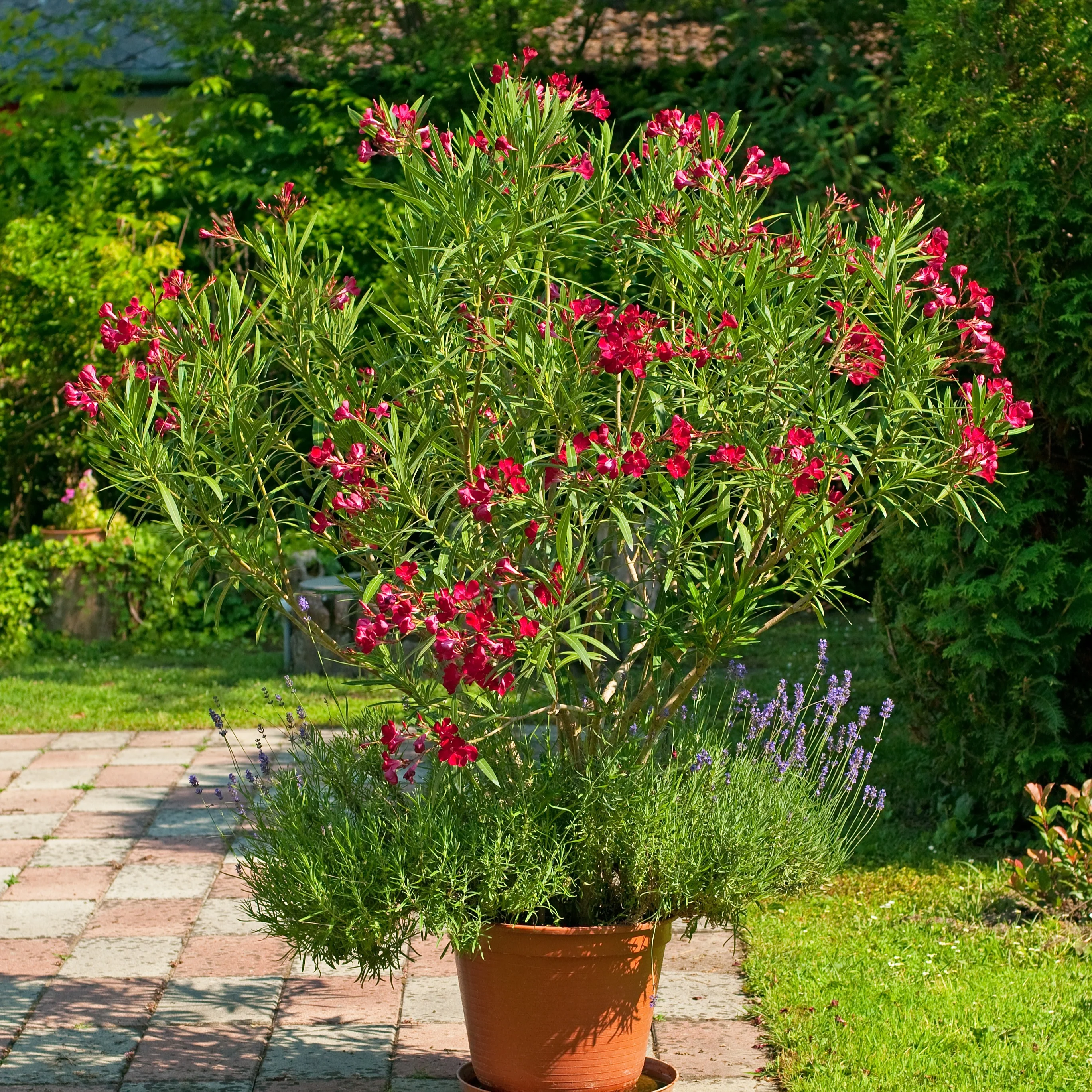 Miniatuur 1
