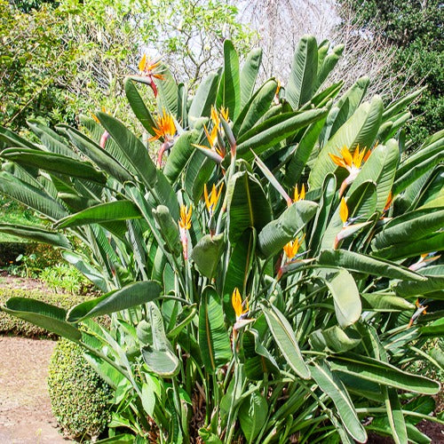 Miniatuur 1