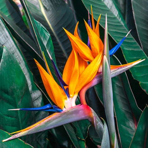 Miniatuur 2