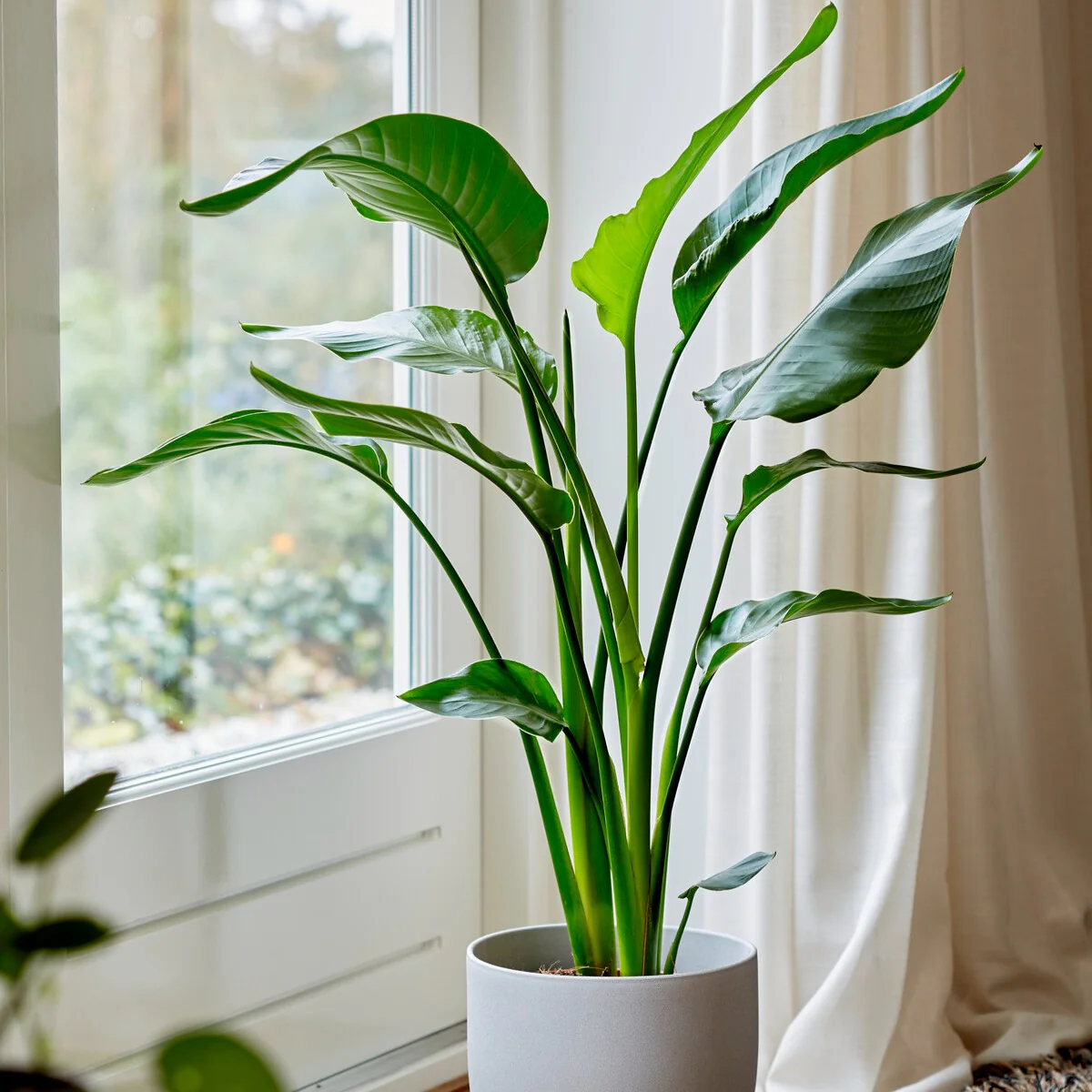 Miniatuur 2