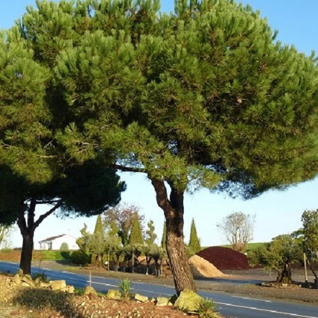 Miniatuur 2