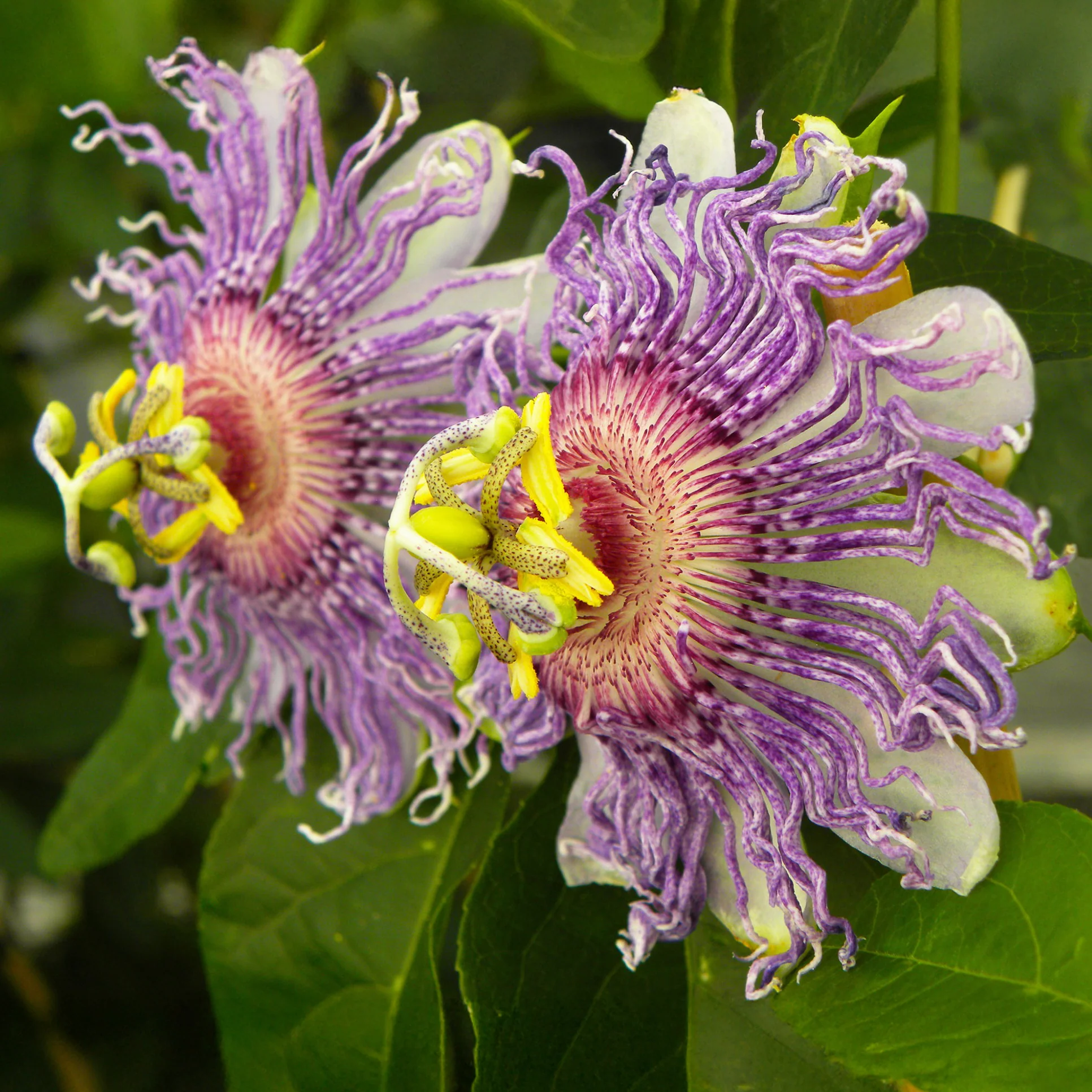 Miniatuur 1