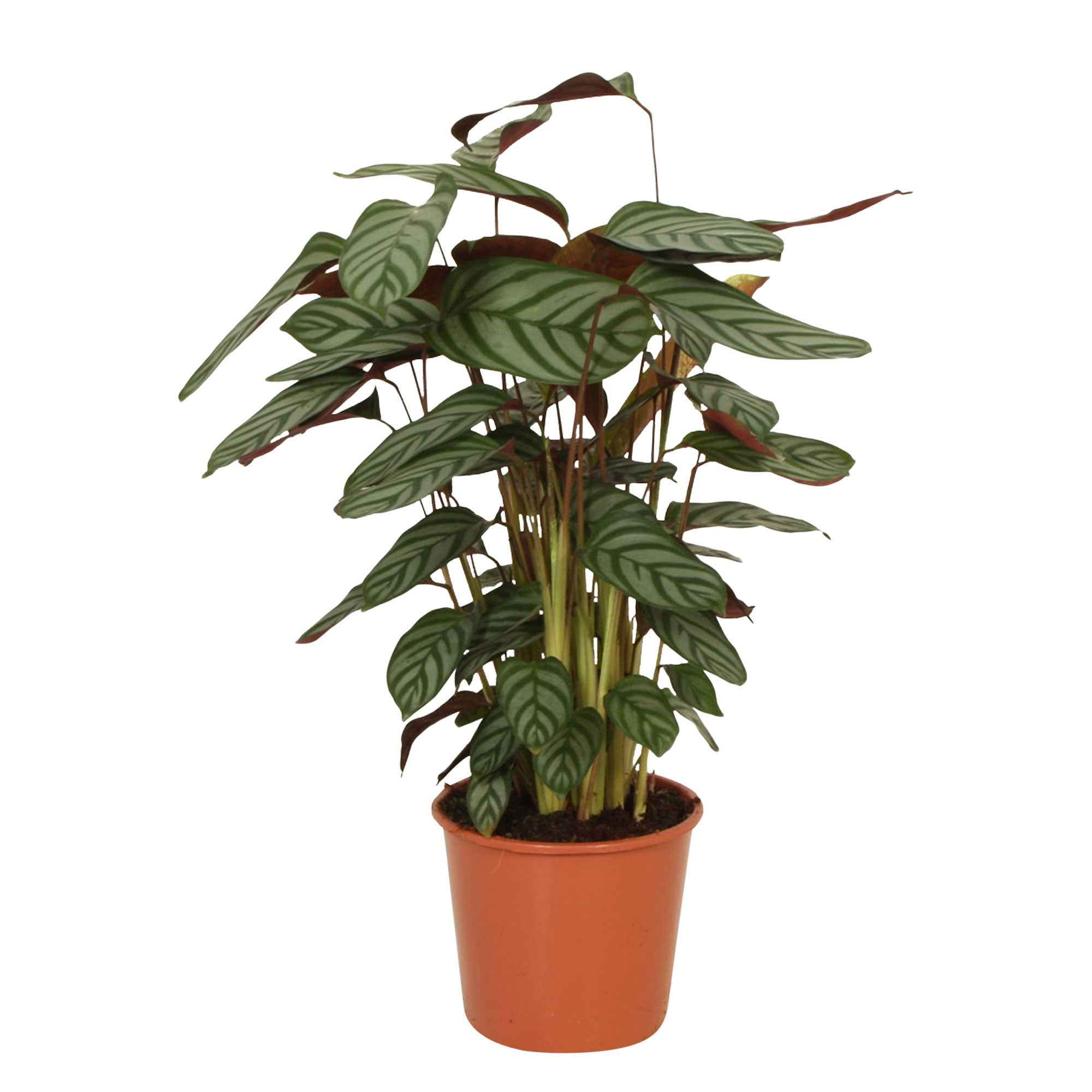 Miniatuur 2