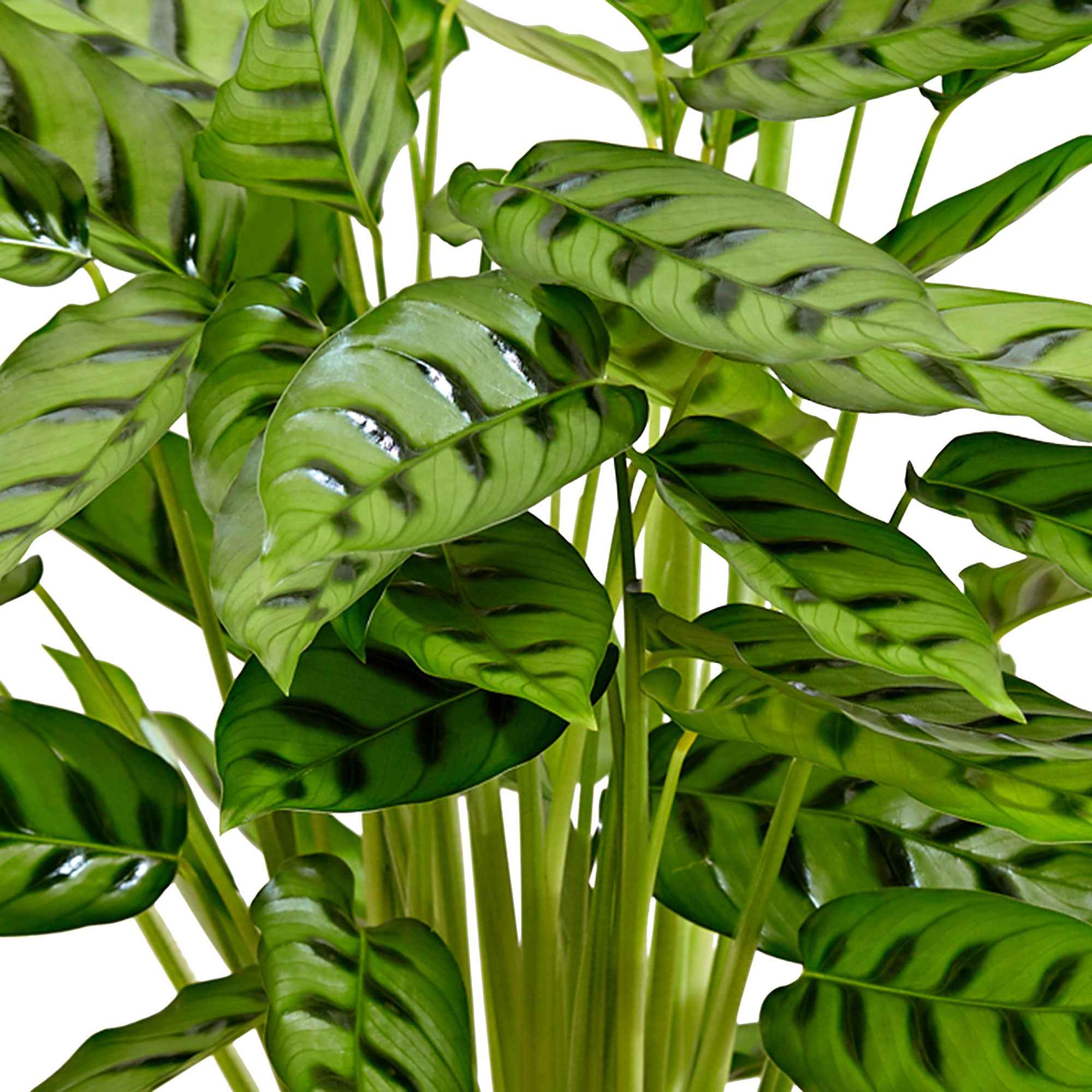 Miniatuur 2