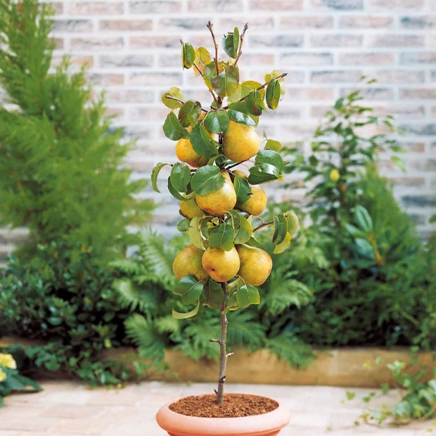 Miniatuur 2