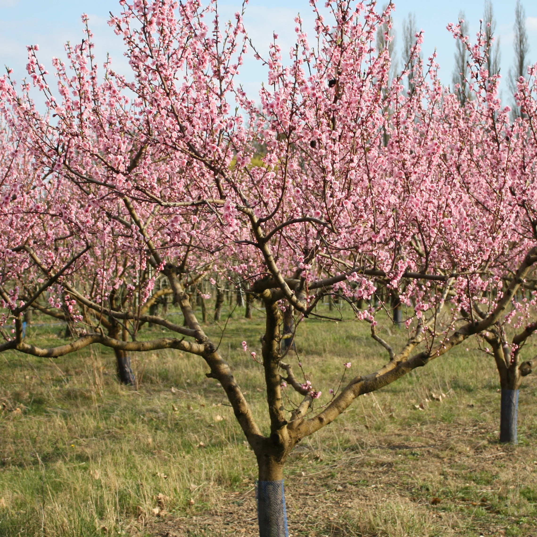 Miniatuur 2