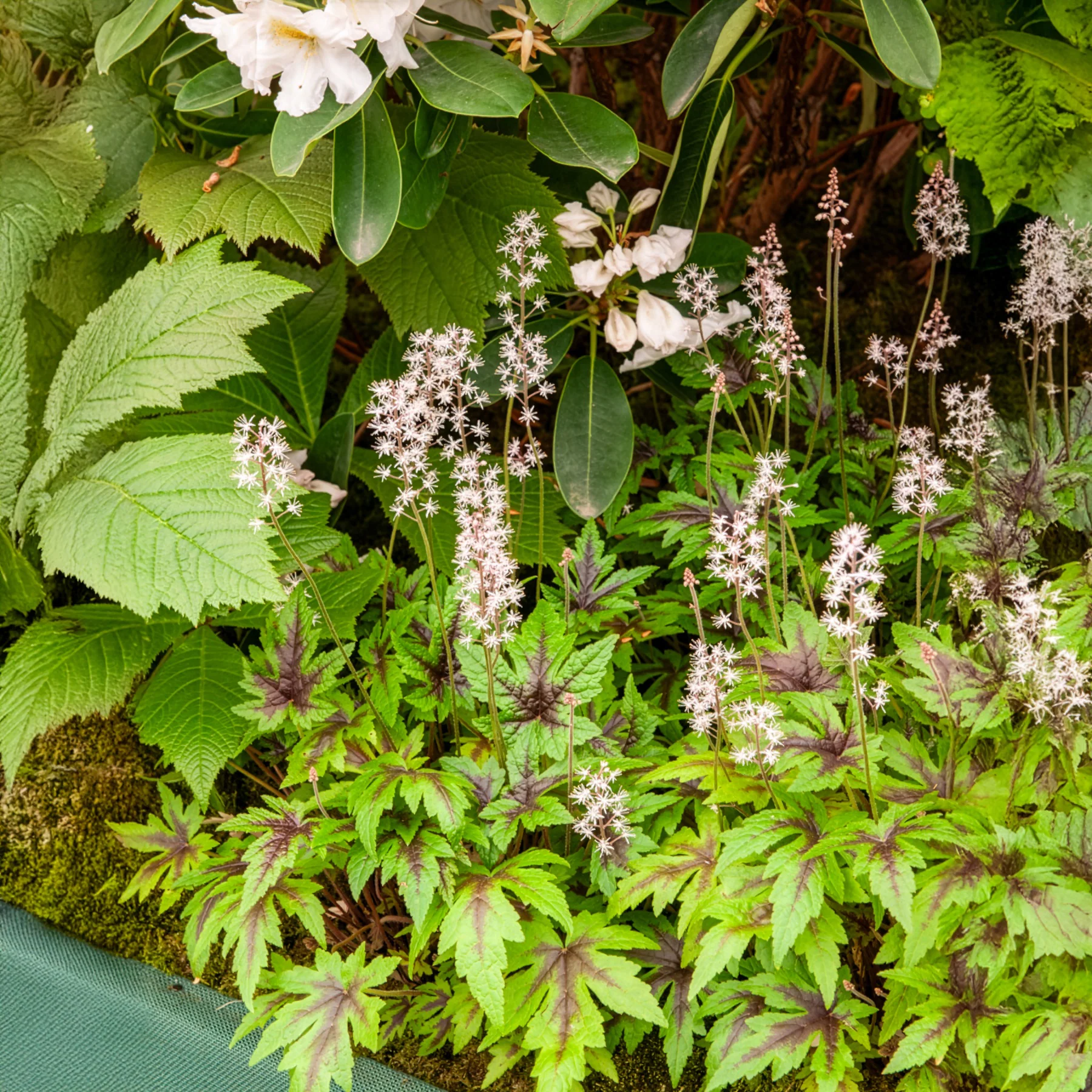 Miniatuur 1