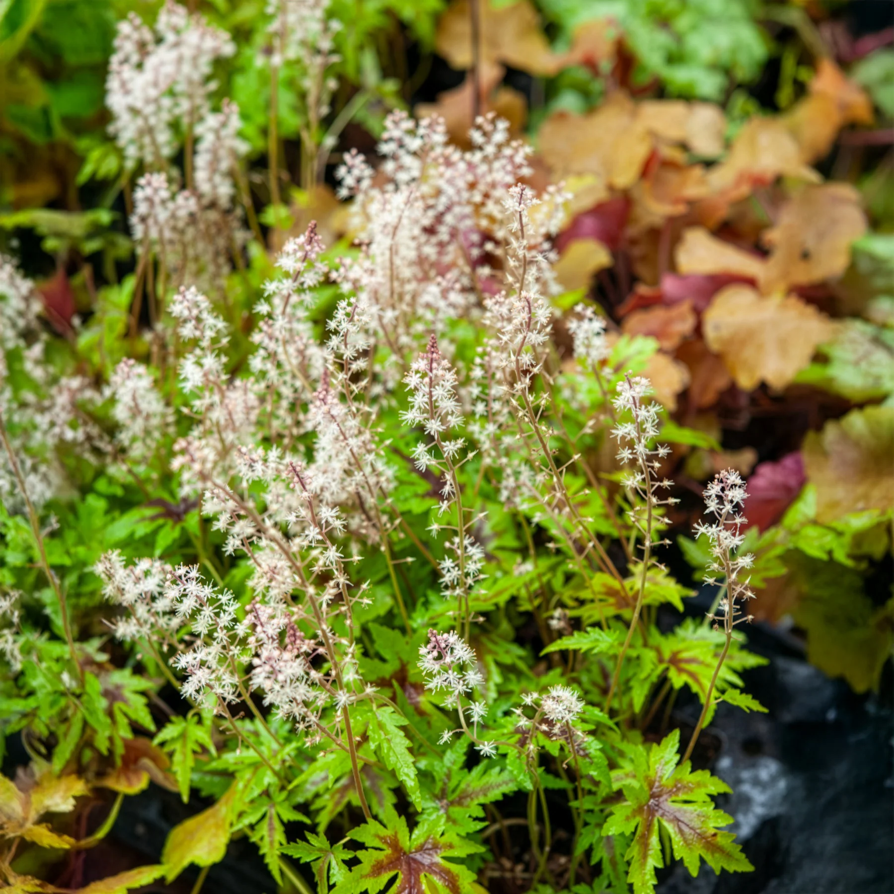 Miniatuur 2