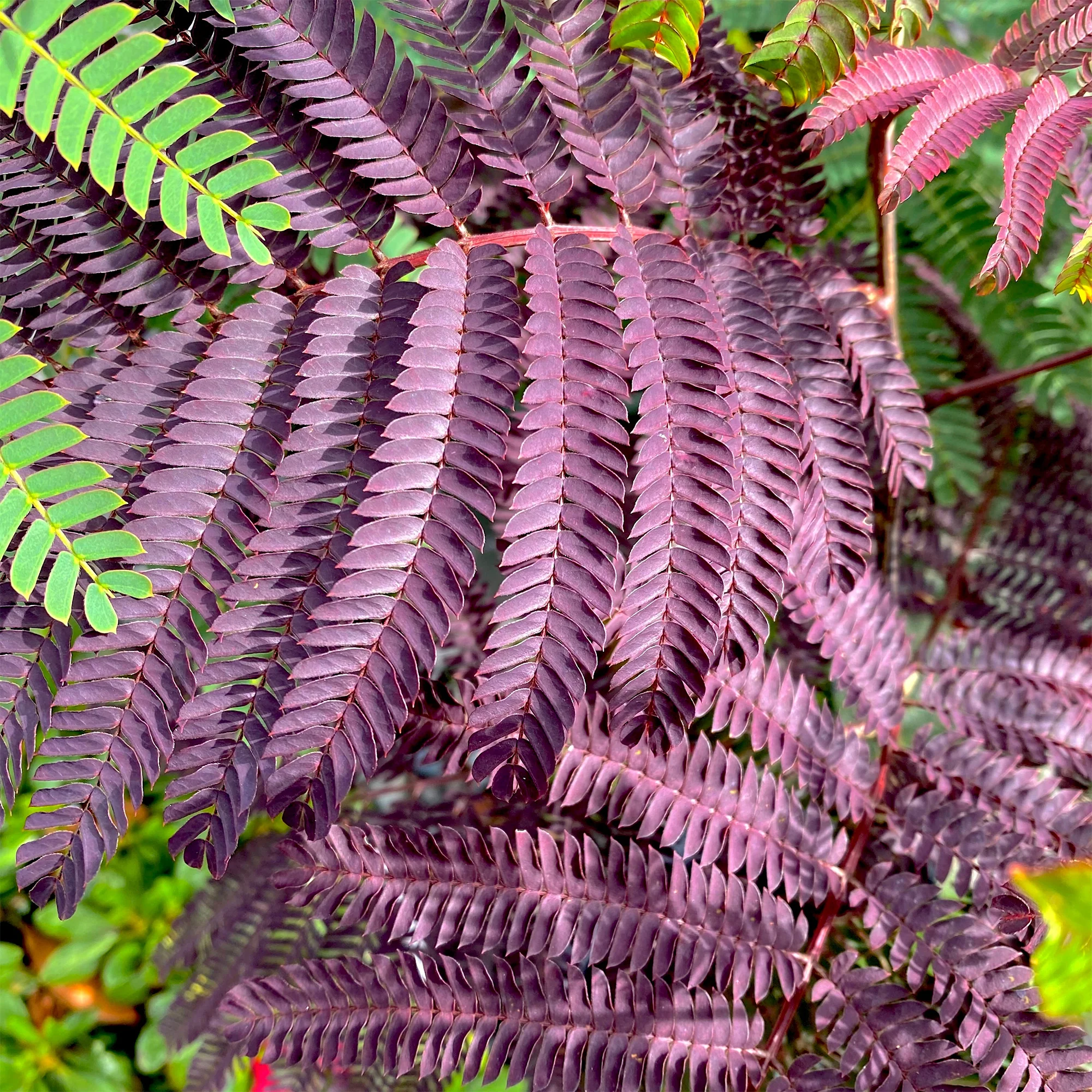 Miniatuur 1