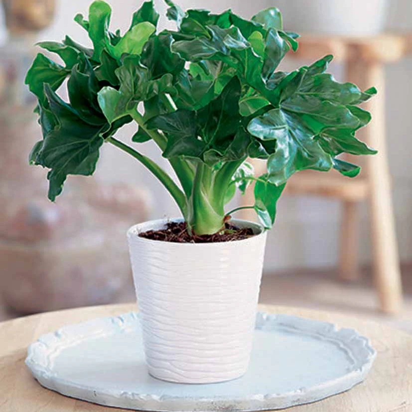 Miniatuur 1