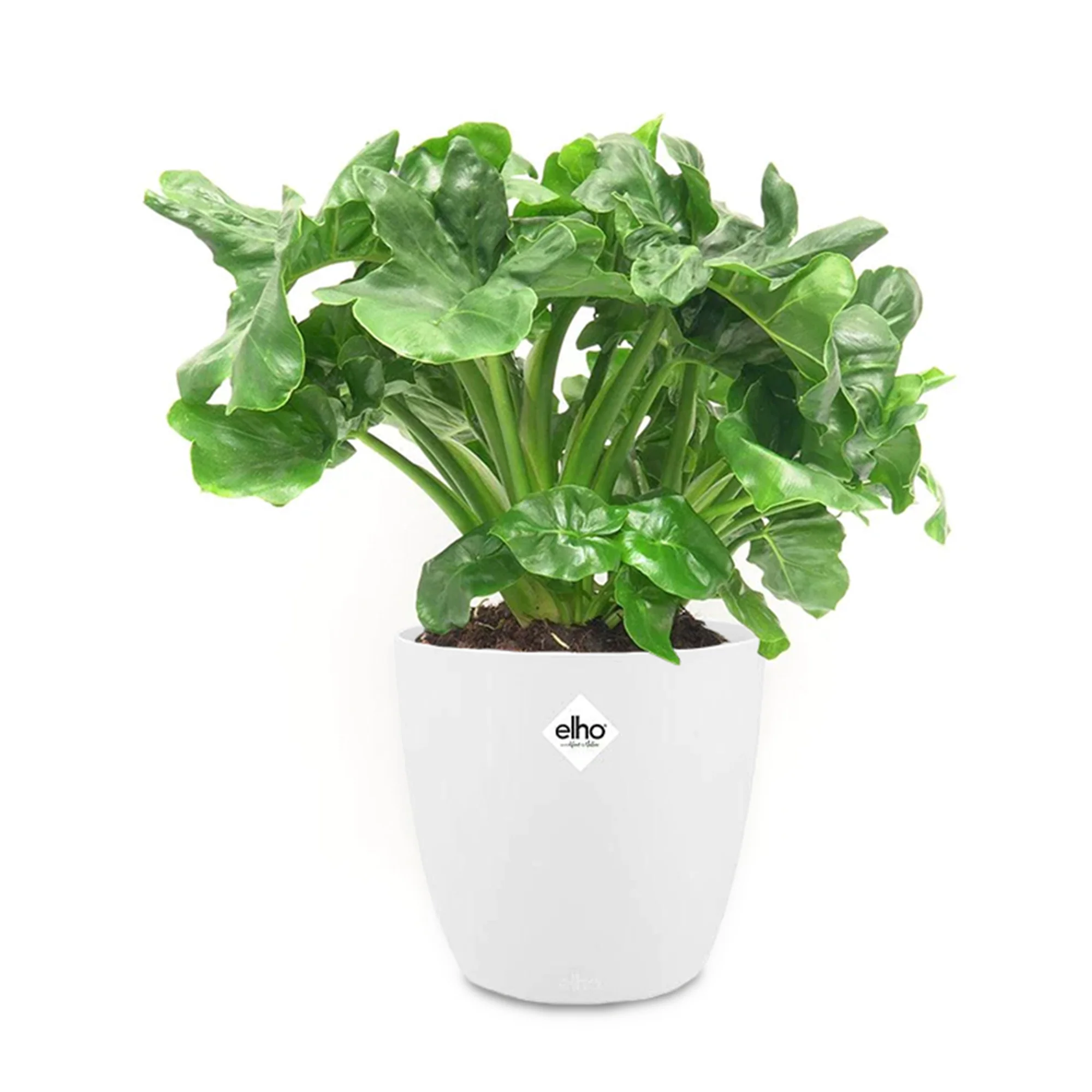 Miniatuur 2