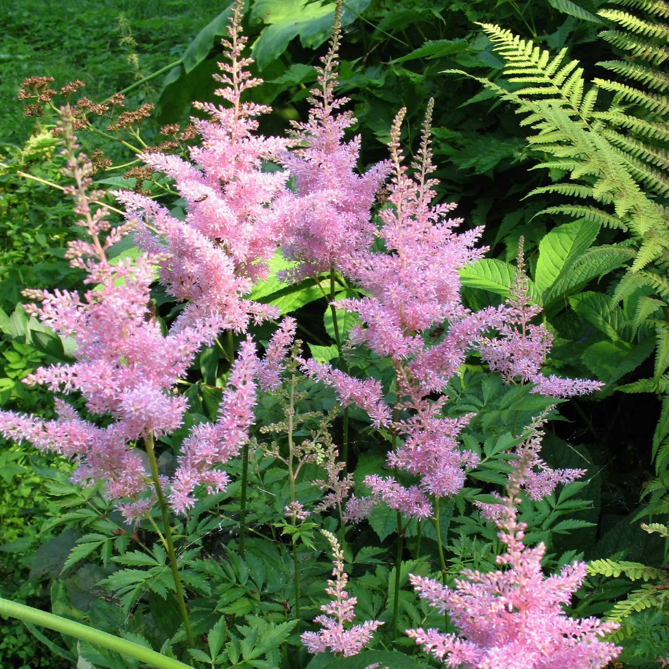 Miniatuur 2