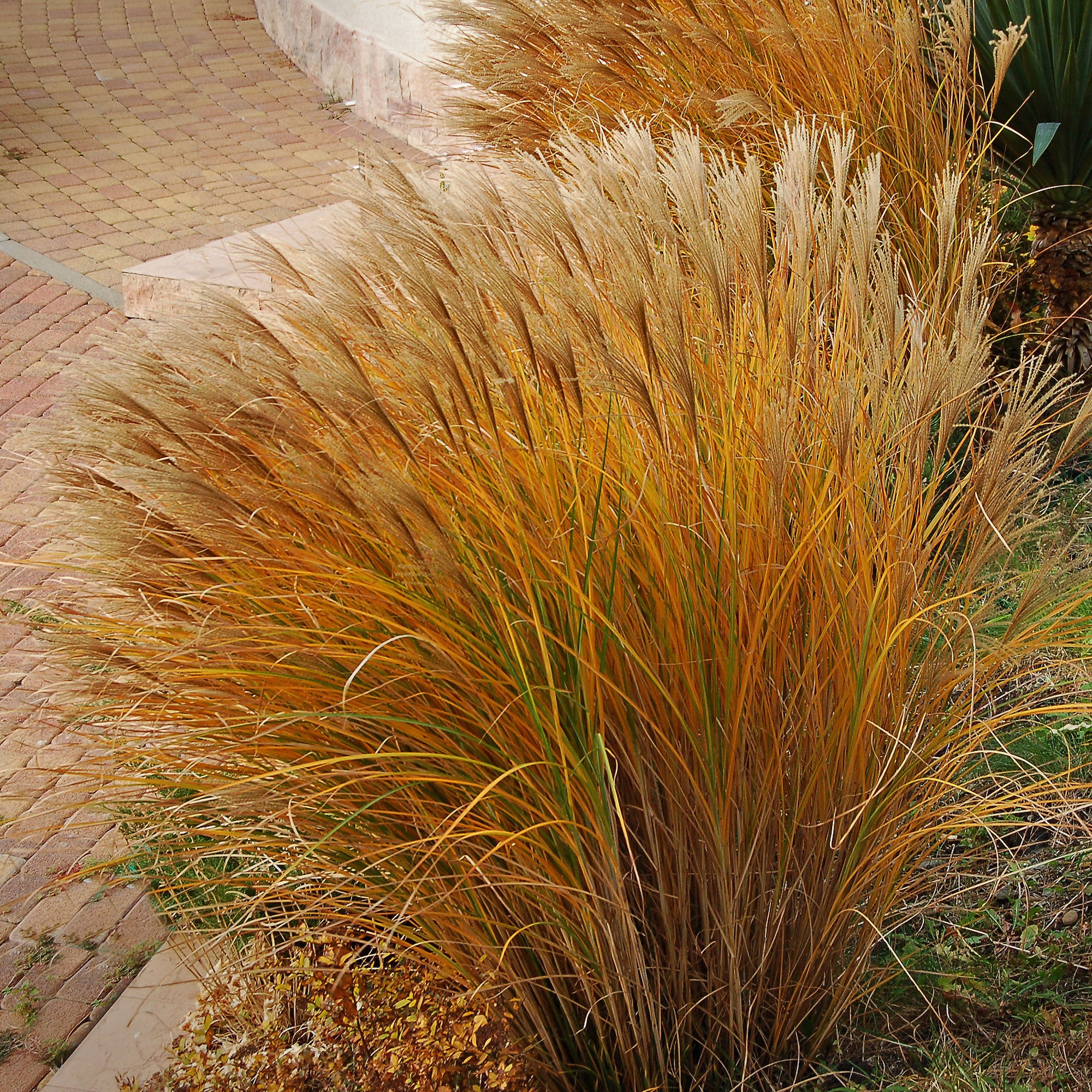 Miniatuur 2