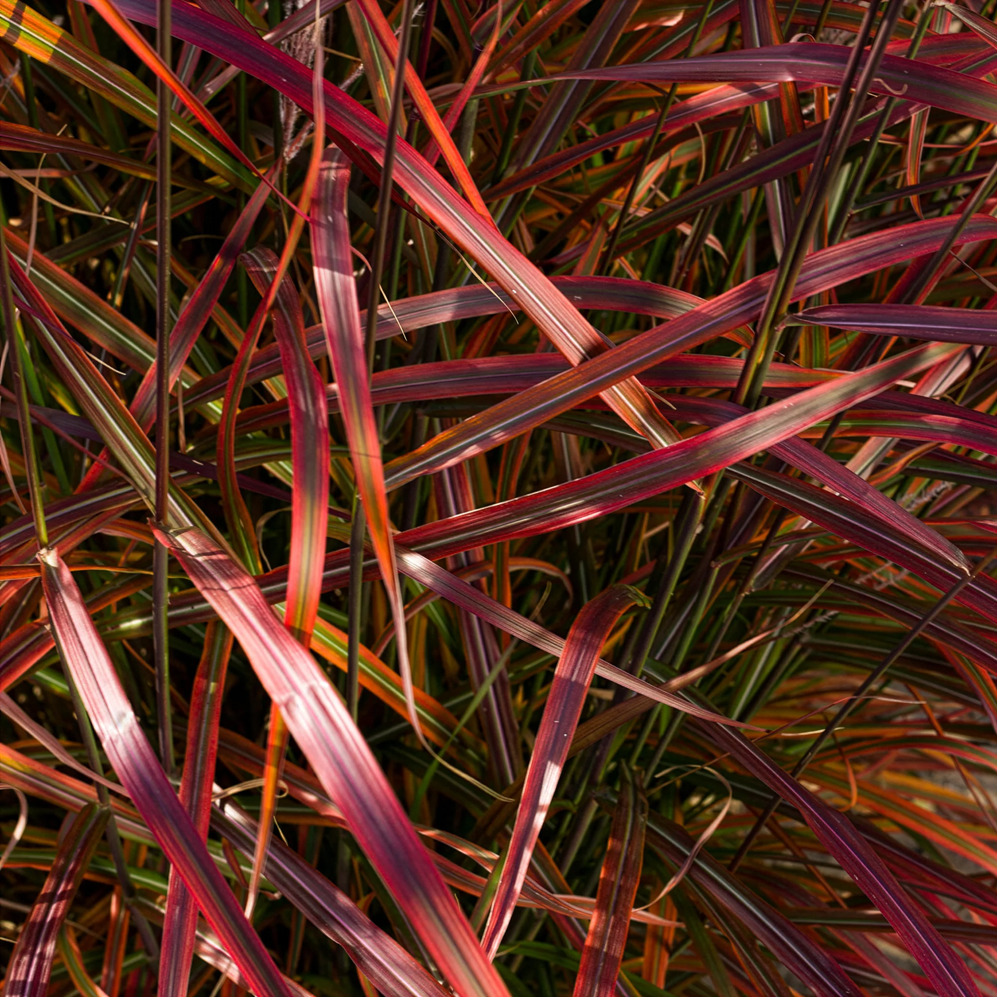 Miniatuur 2