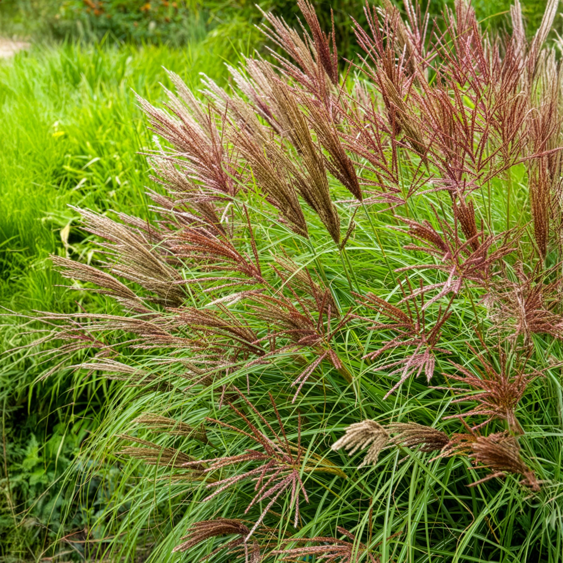 Miniatuur 1