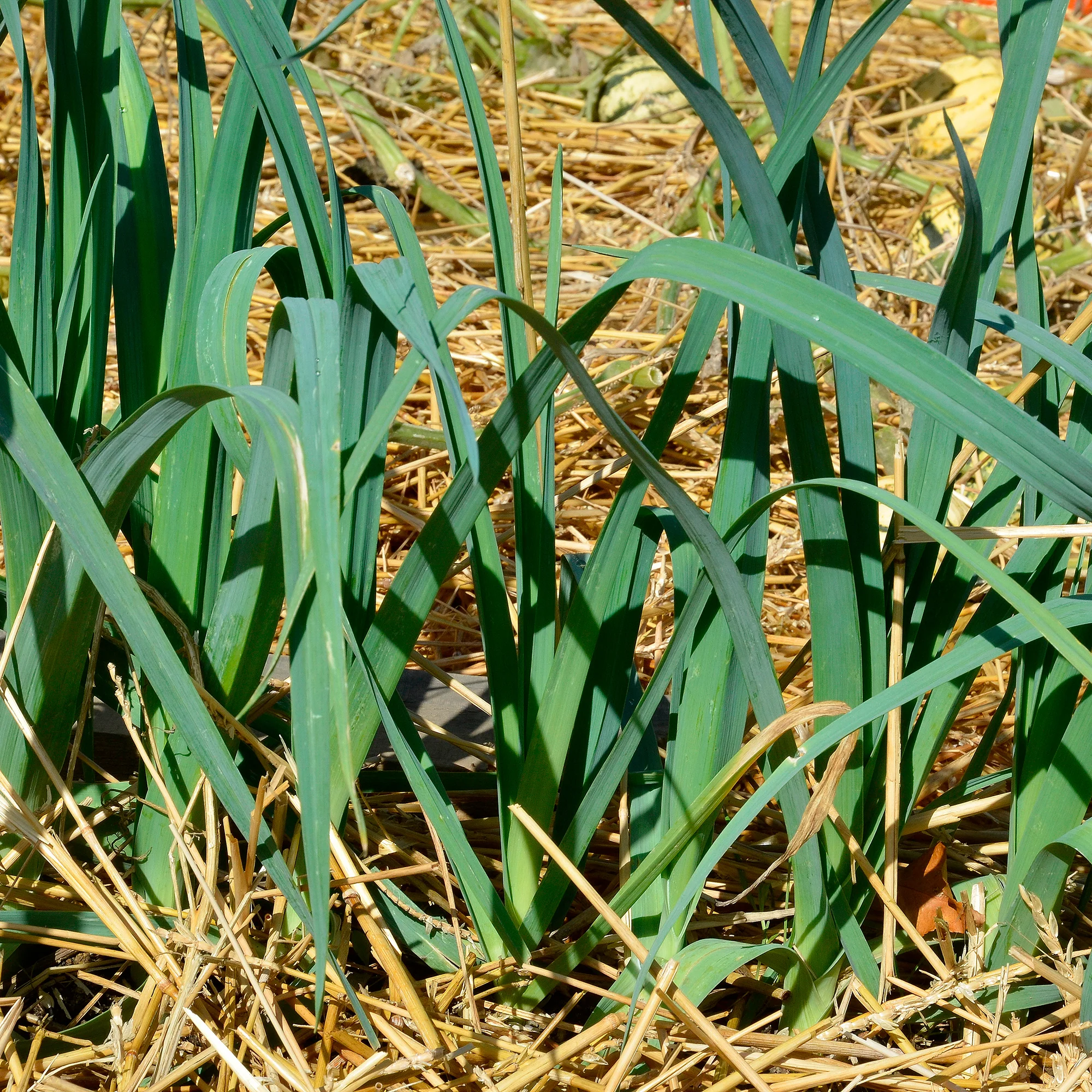 Miniatuur 1