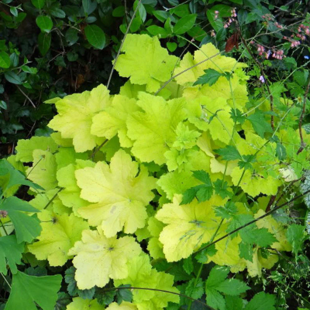 Miniatuur 2