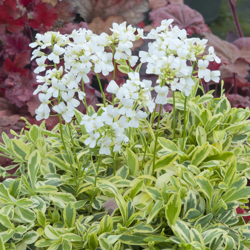 Miniatuur 2
