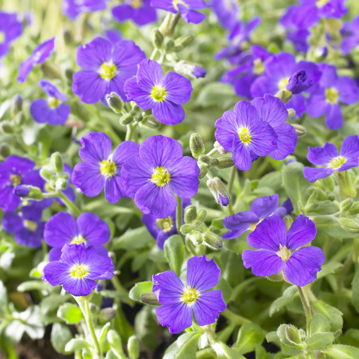 Miniatuur 1